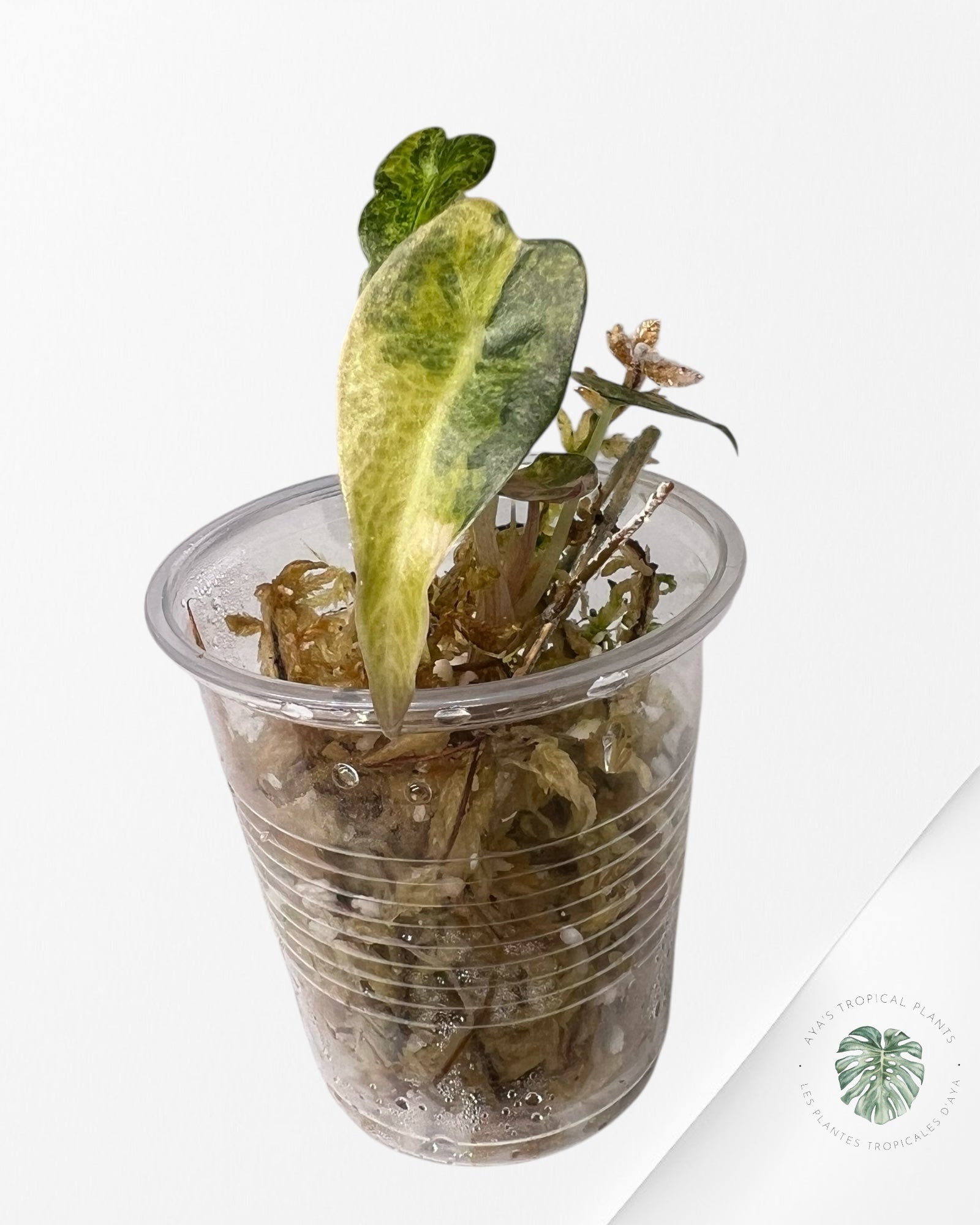 Alocasia Bambino Variegated (Aurea) - TC01