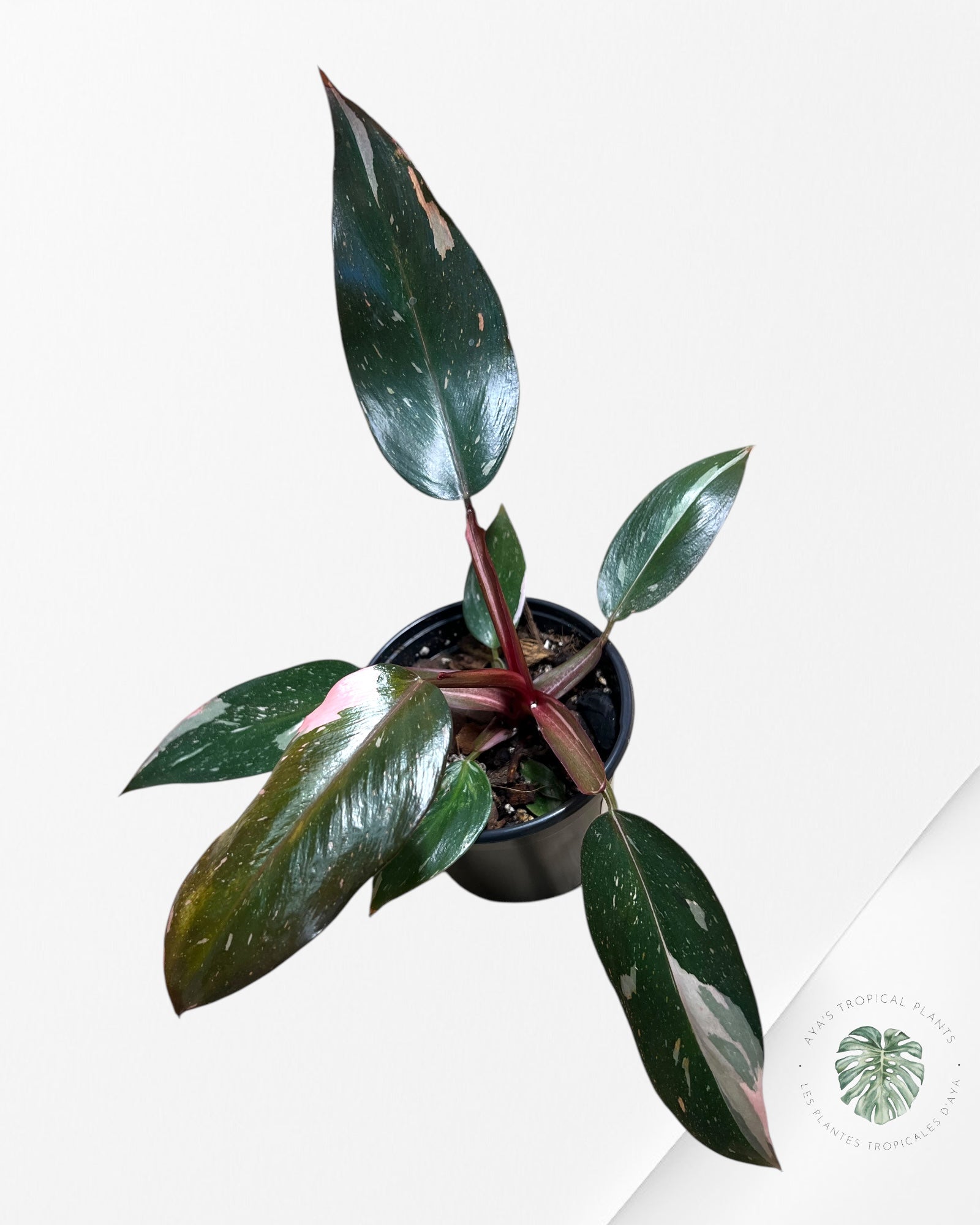 Philodendron Pink Princess Marble-PPM4