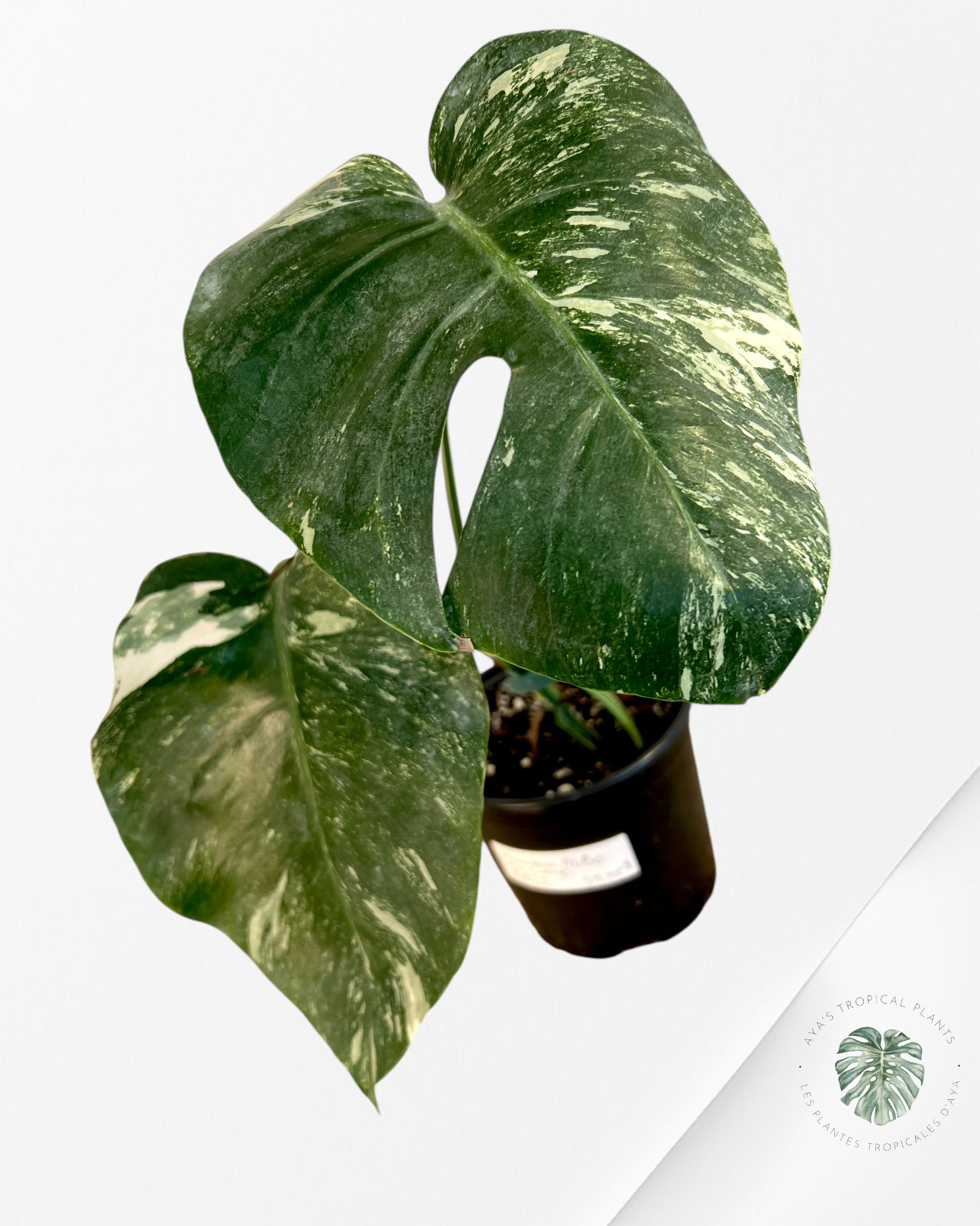 Monstera Borsigiana Albo (mi-coupe) - JA27