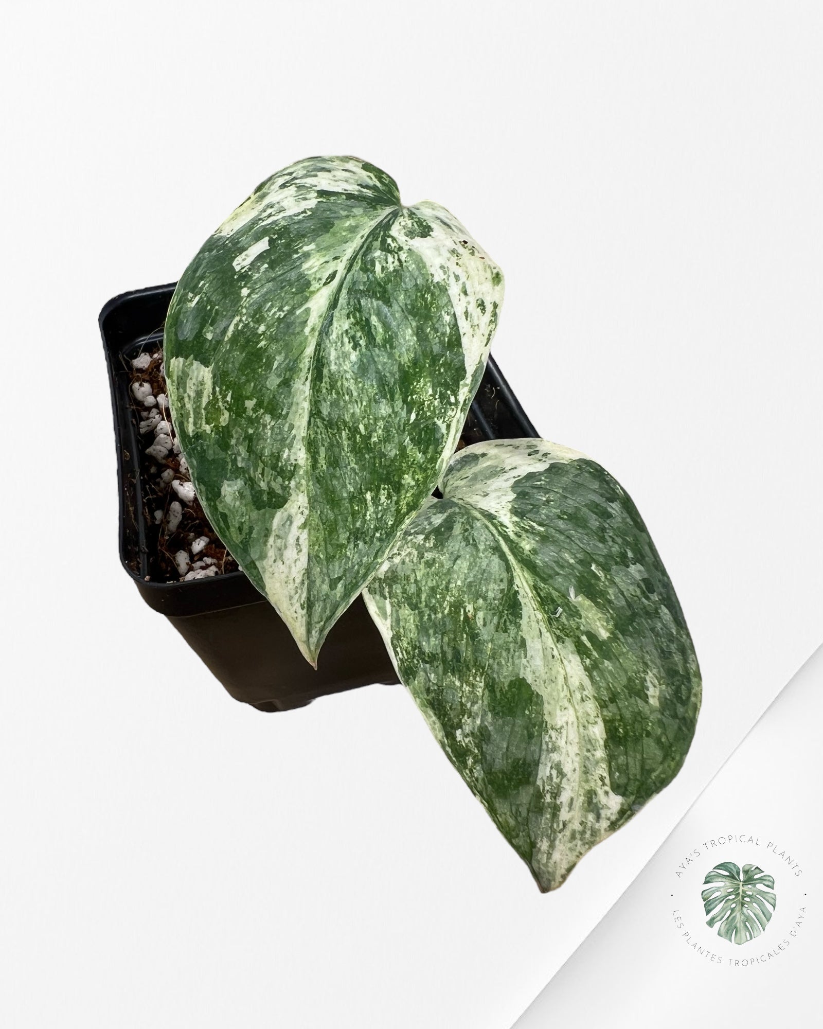 Scindapsus Silver Dark Cloud Variegated - A