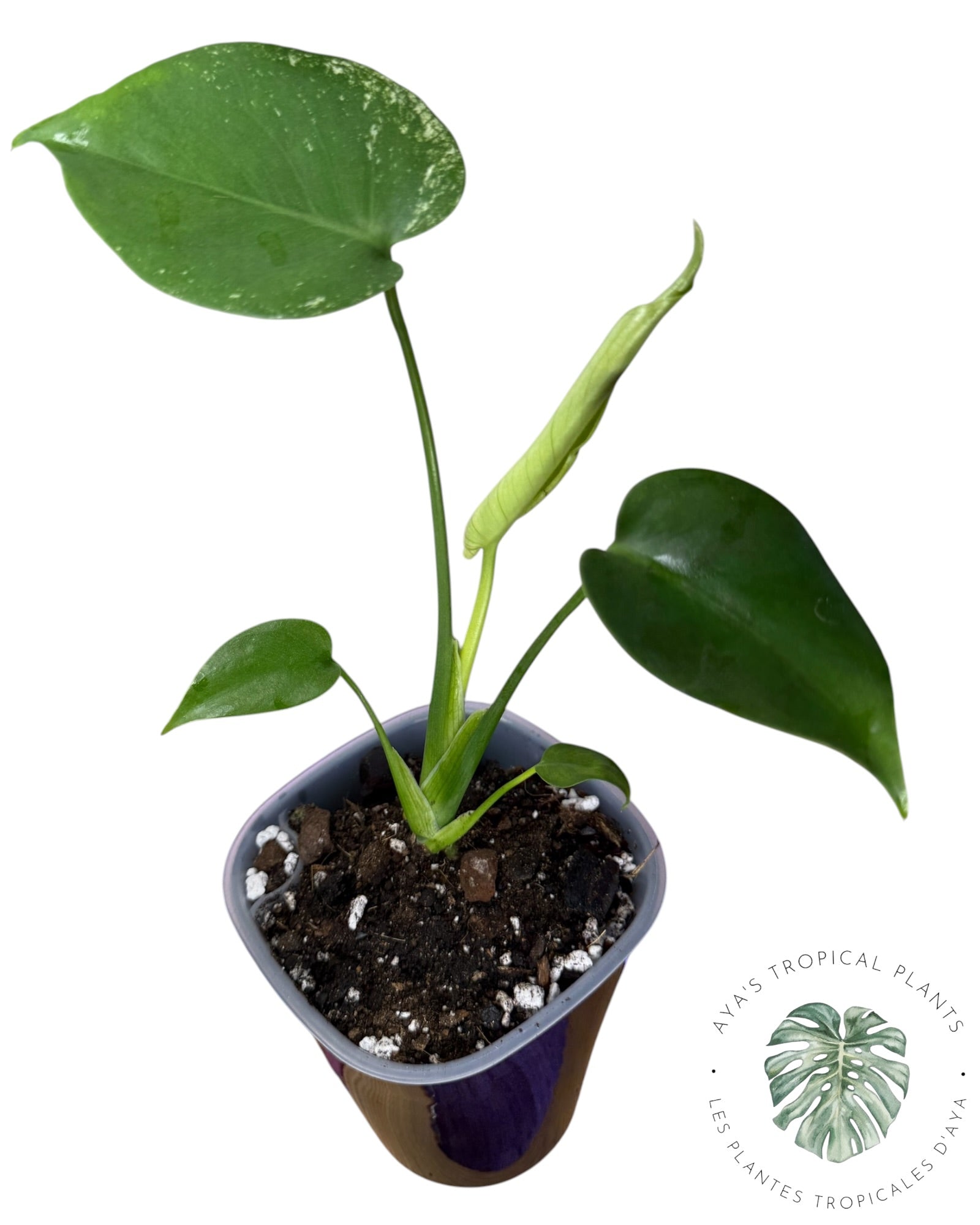Monstera Deliciosa 'Devil Monster'