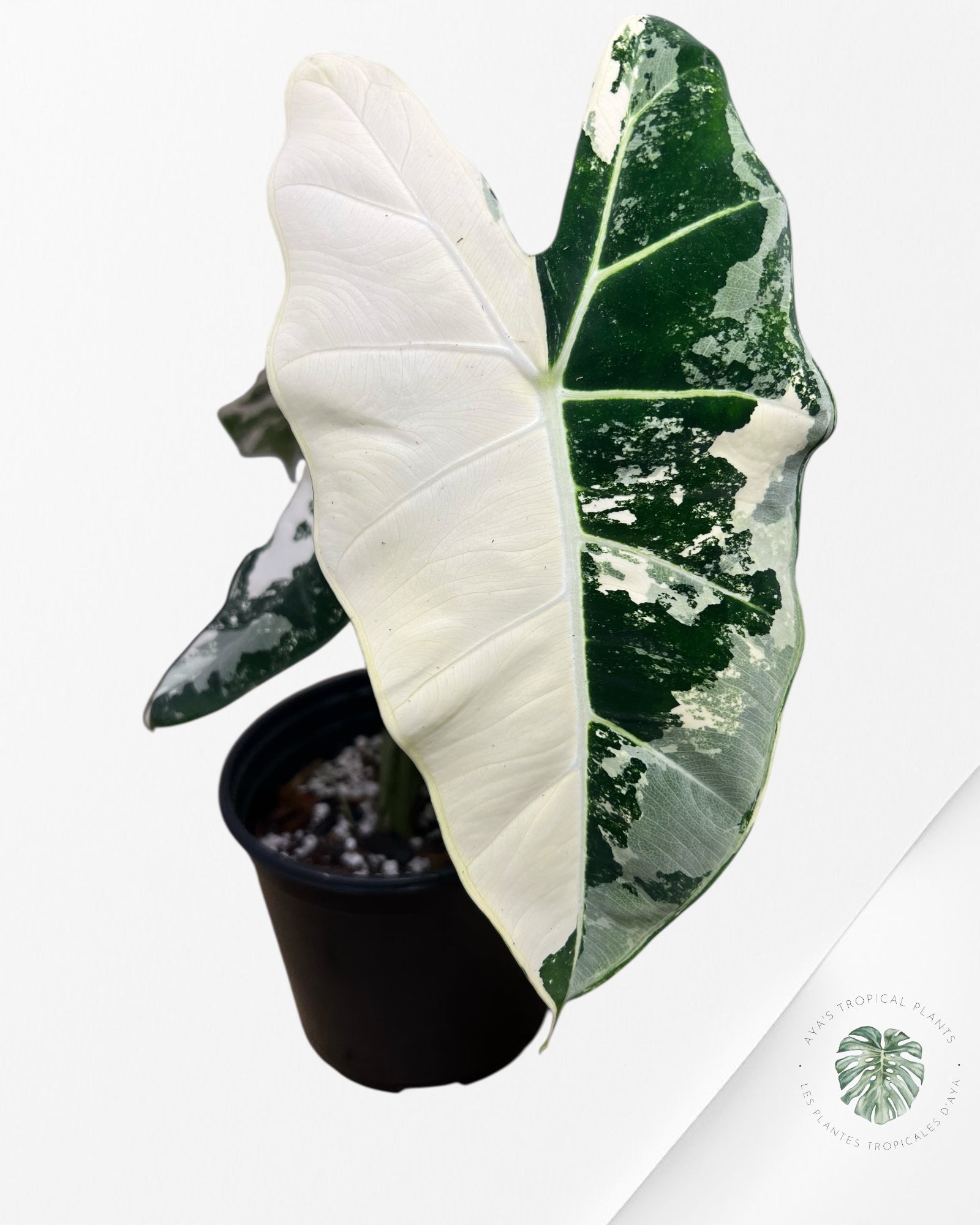 Alocasia Frydek Variegated - 97