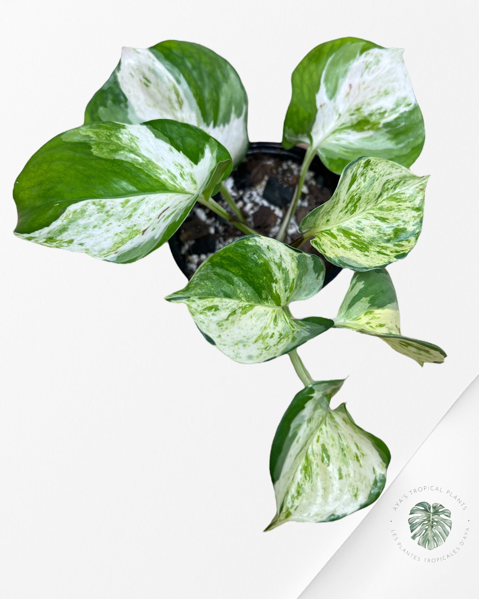 Pothos 'Manjula'-C