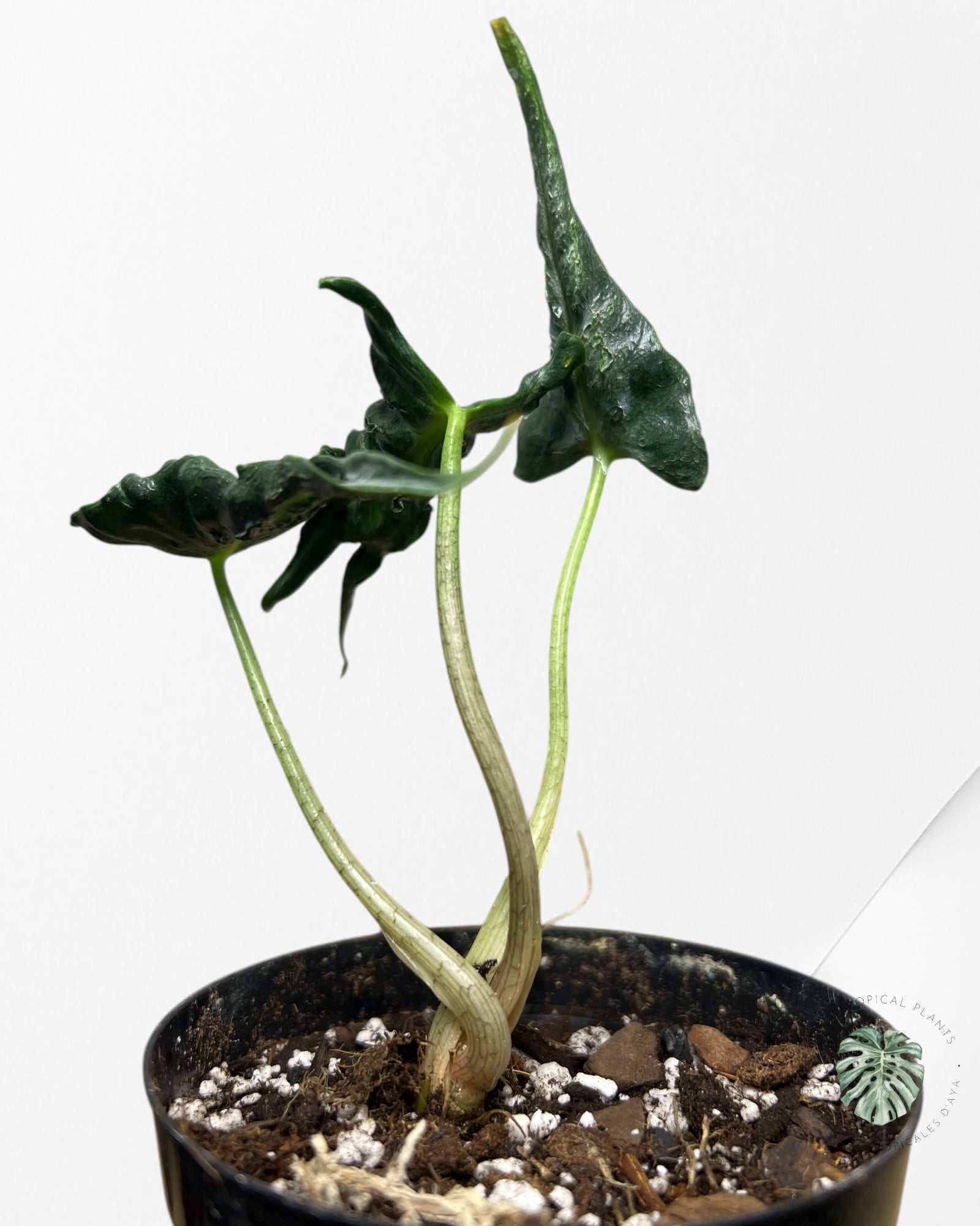 Alocasia LOCO - A