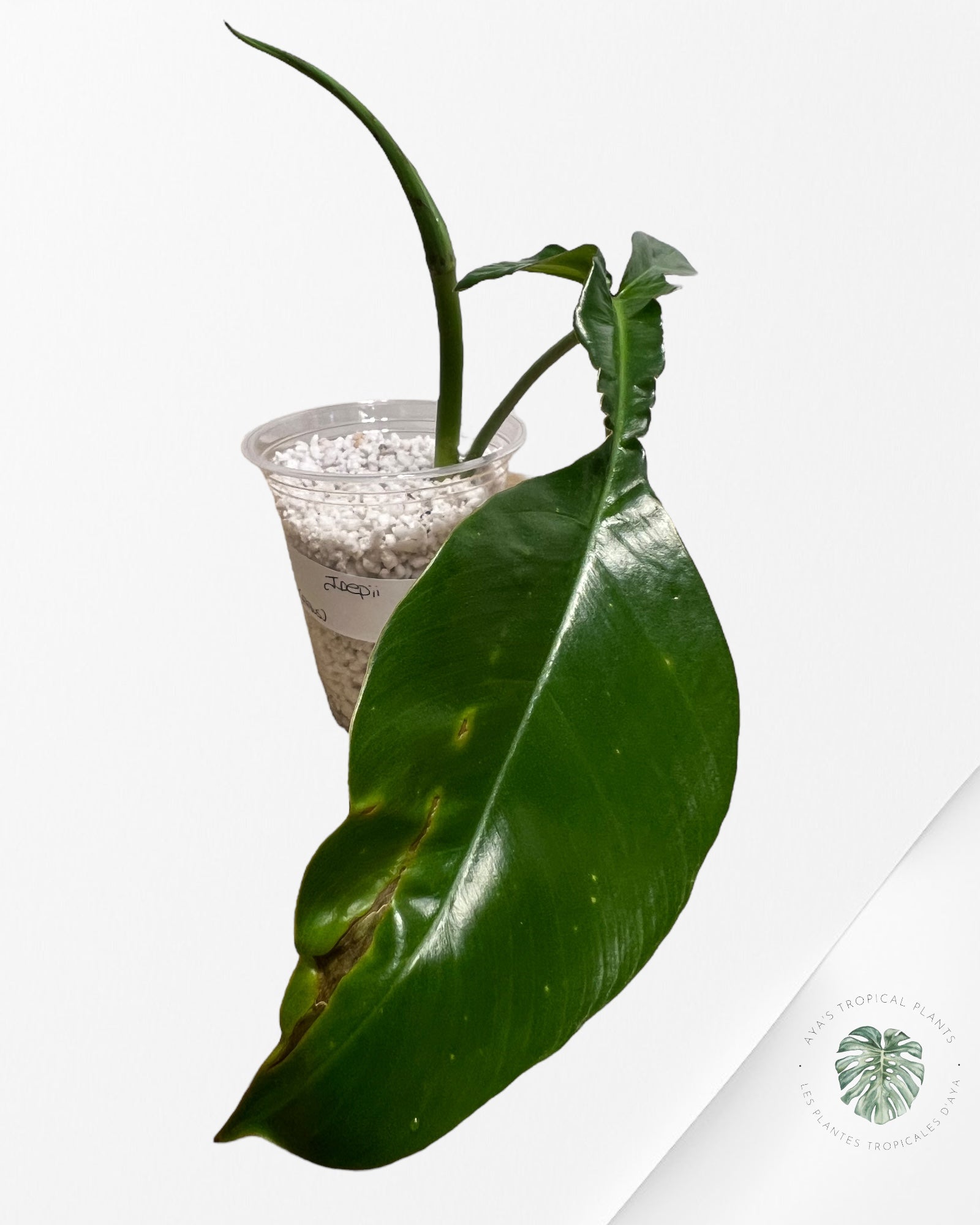 Philodendron JOEPii - B1