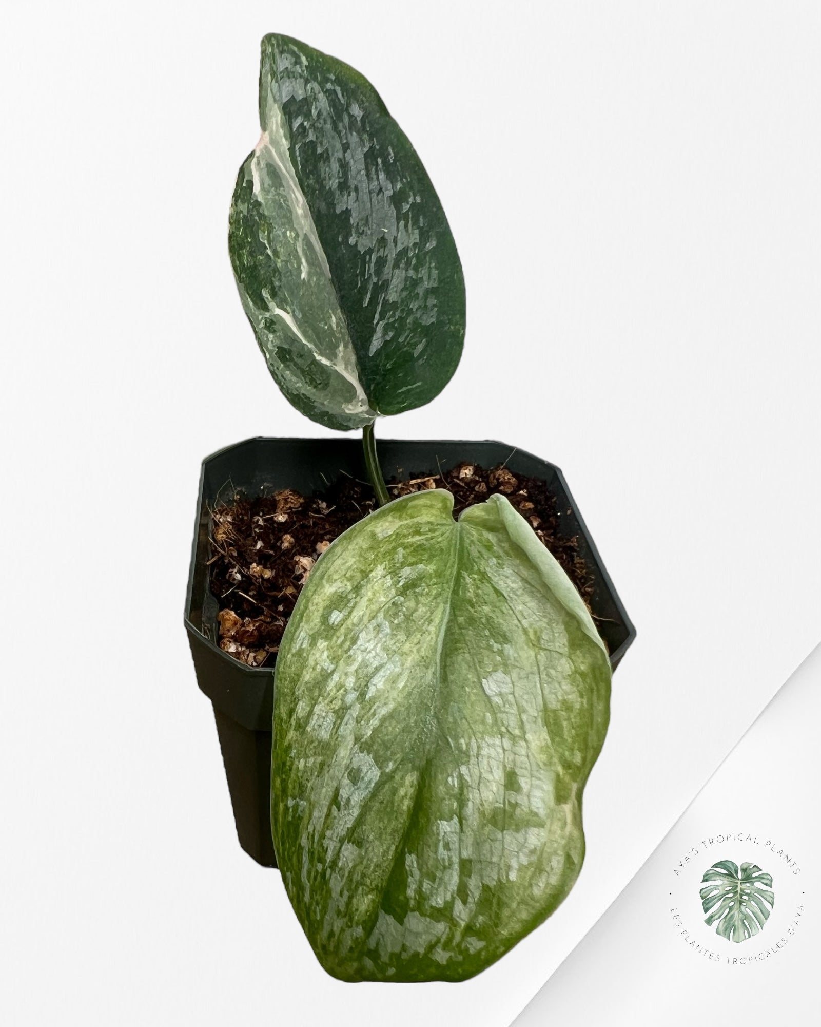 Scindapsus Radjatapura - DI5