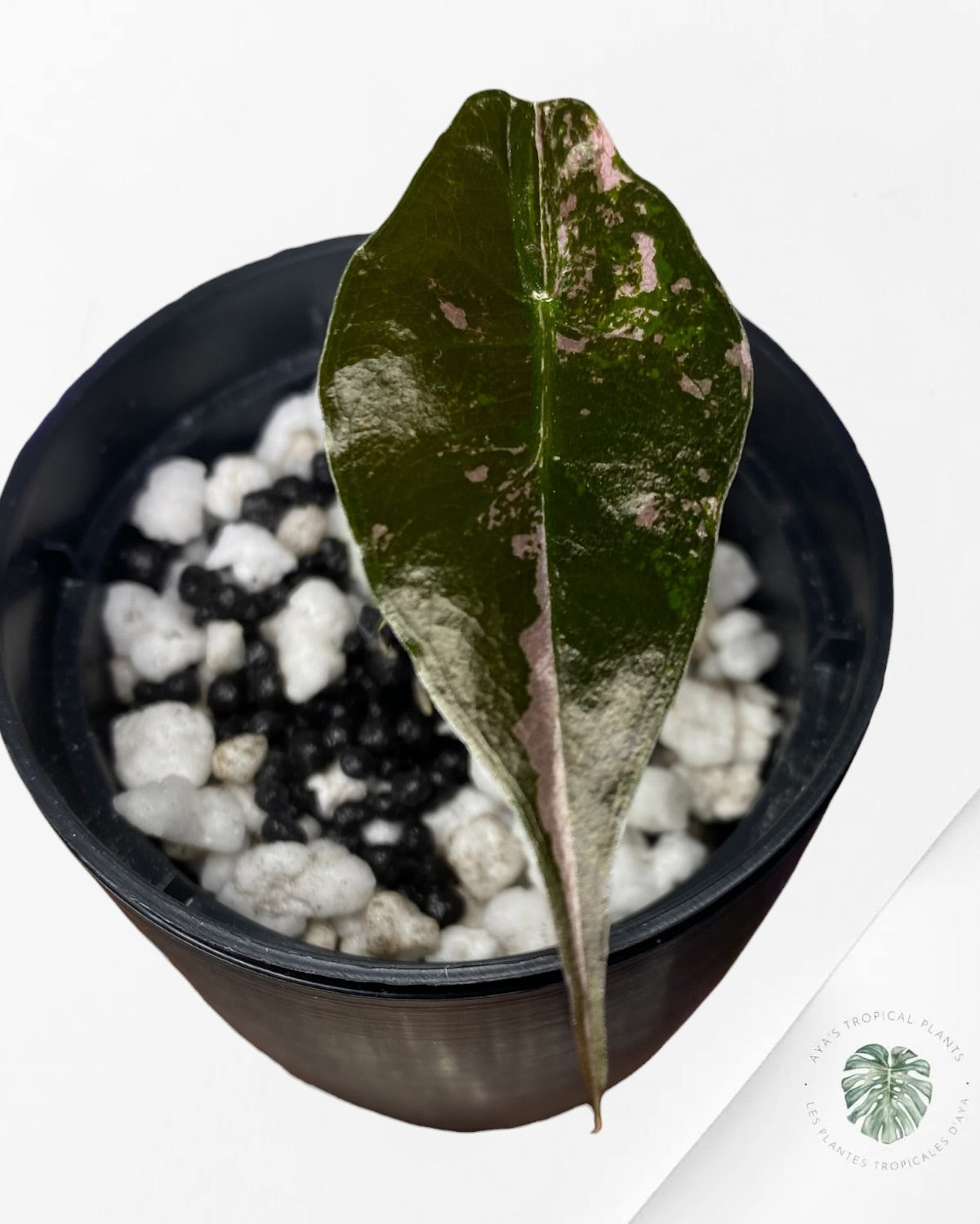 Alocasia Chantrieri panaché rose