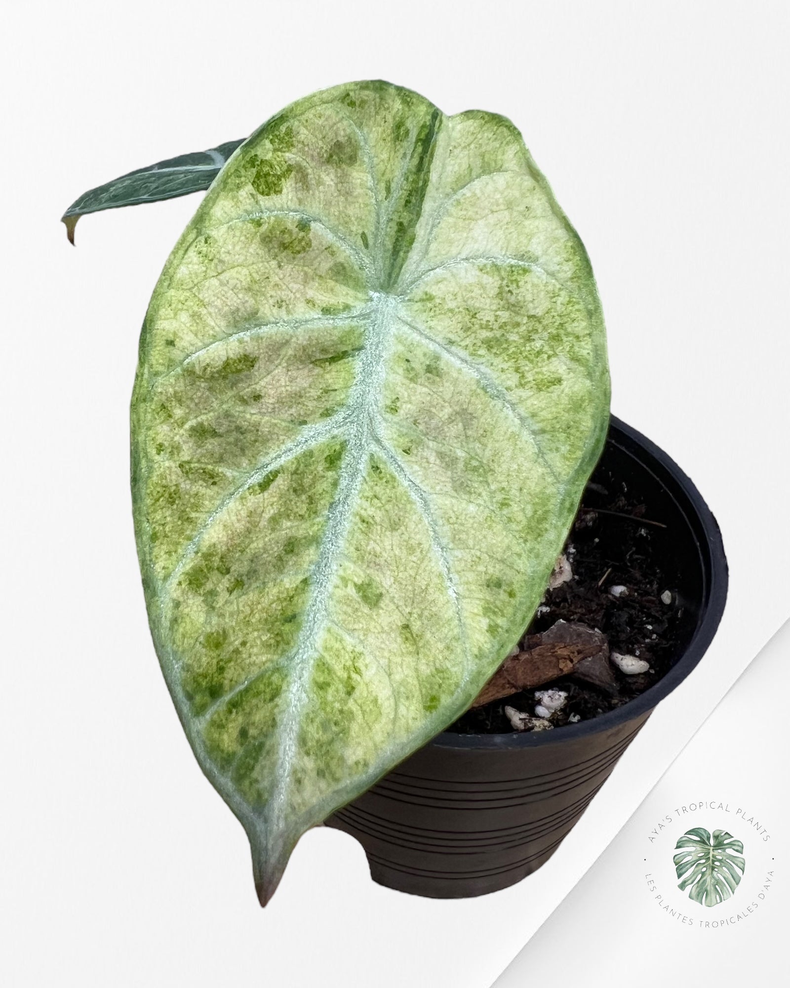 Alocasia Ninja Tricolor-ANT1