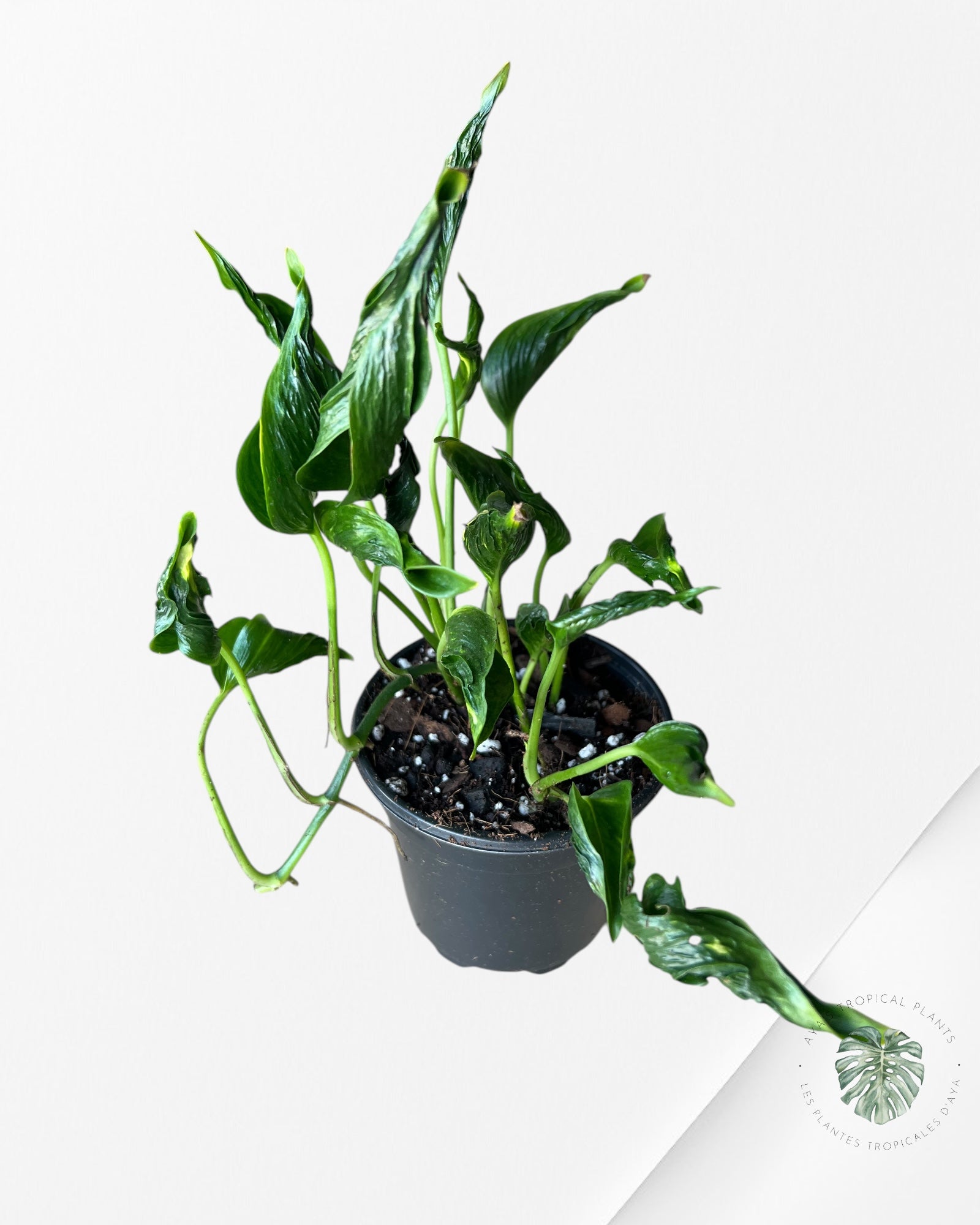 Pothos Shangri-La - PSL5