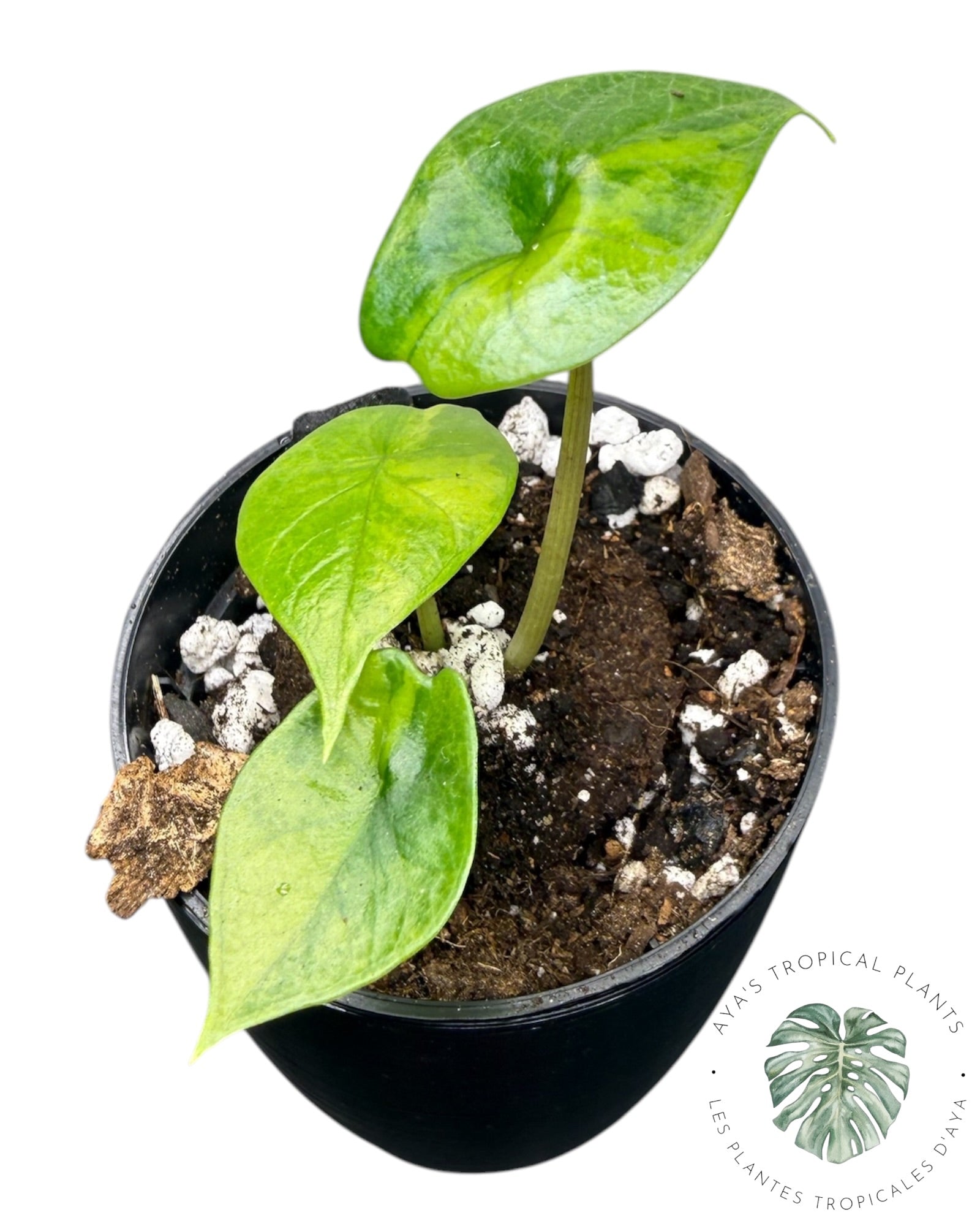 Alocasia Scalprum Aurea Variegated
