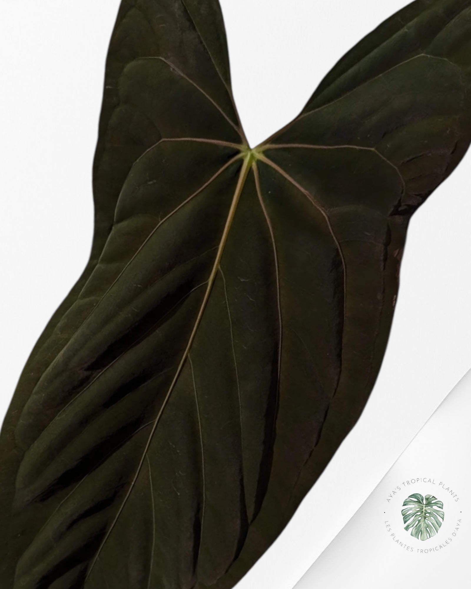 Anthurium Fortsherman - AF