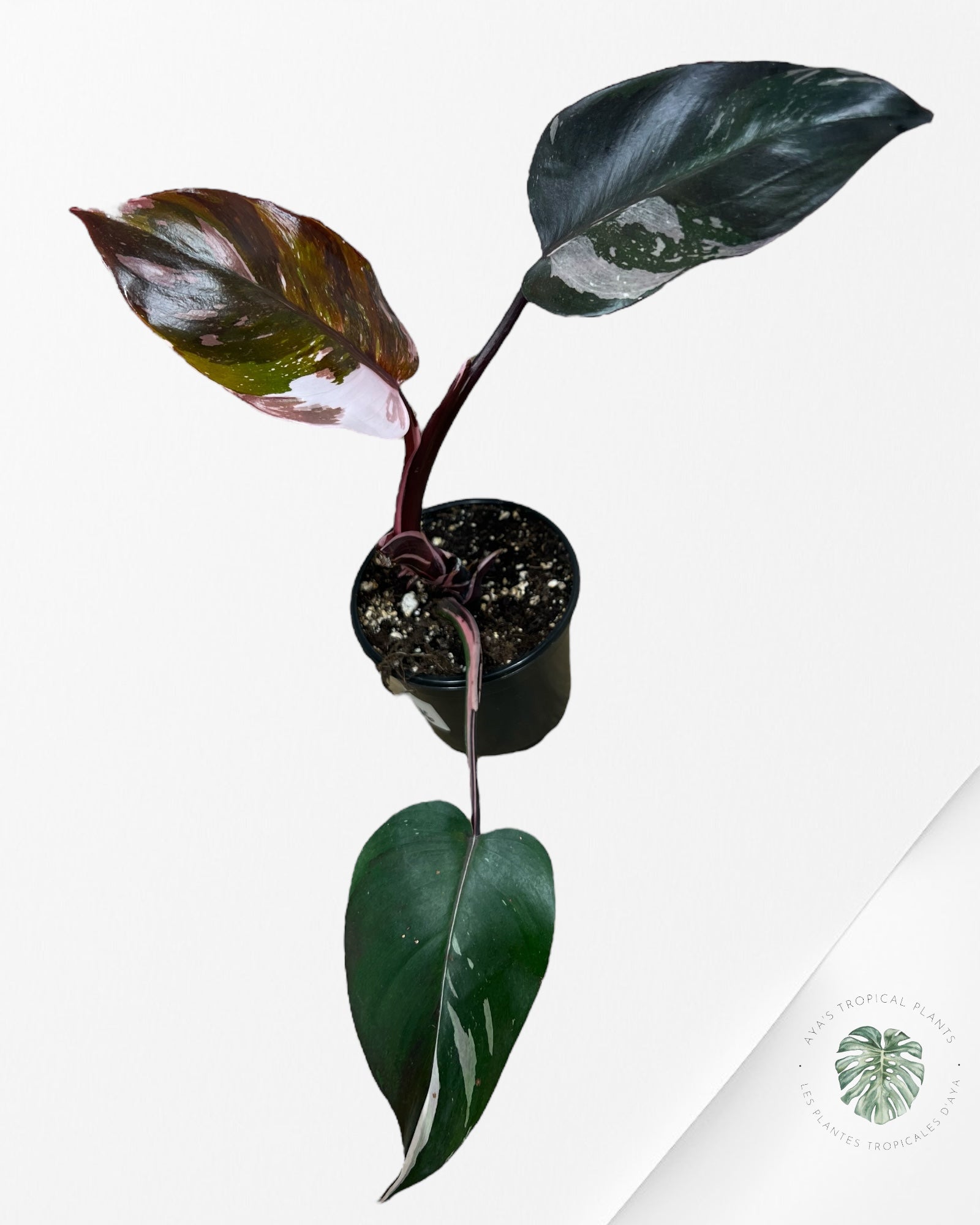 Philodendron Red Anderson - D16