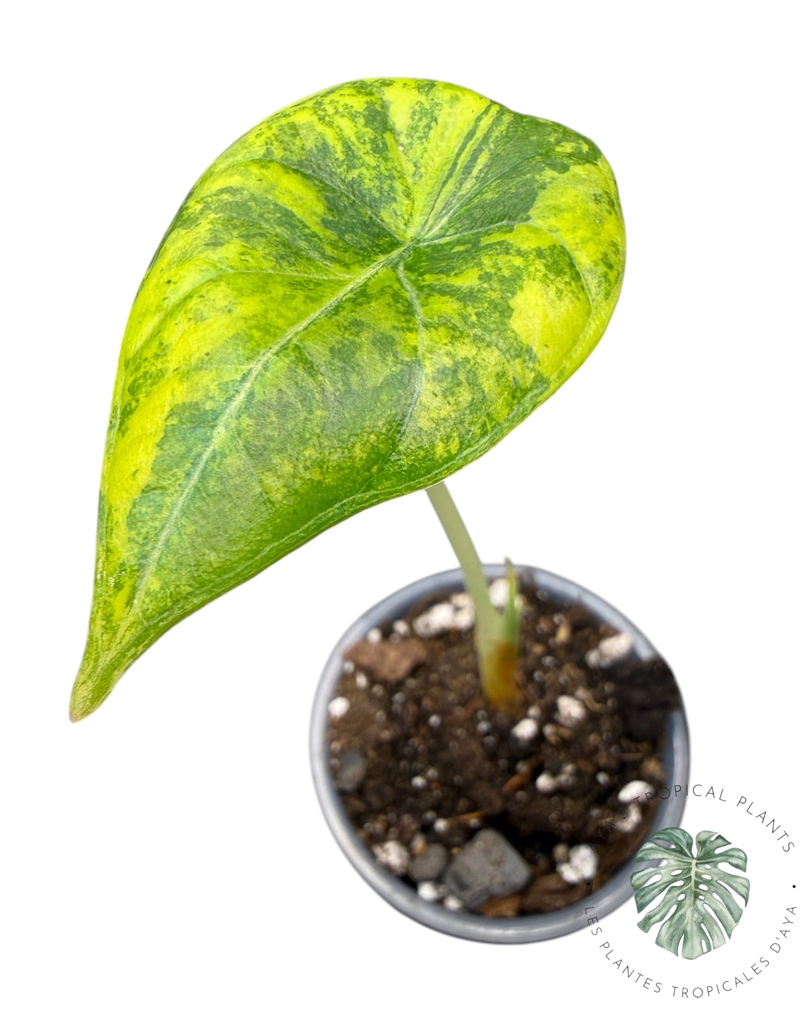 Alocasia Maharani Golden Lime