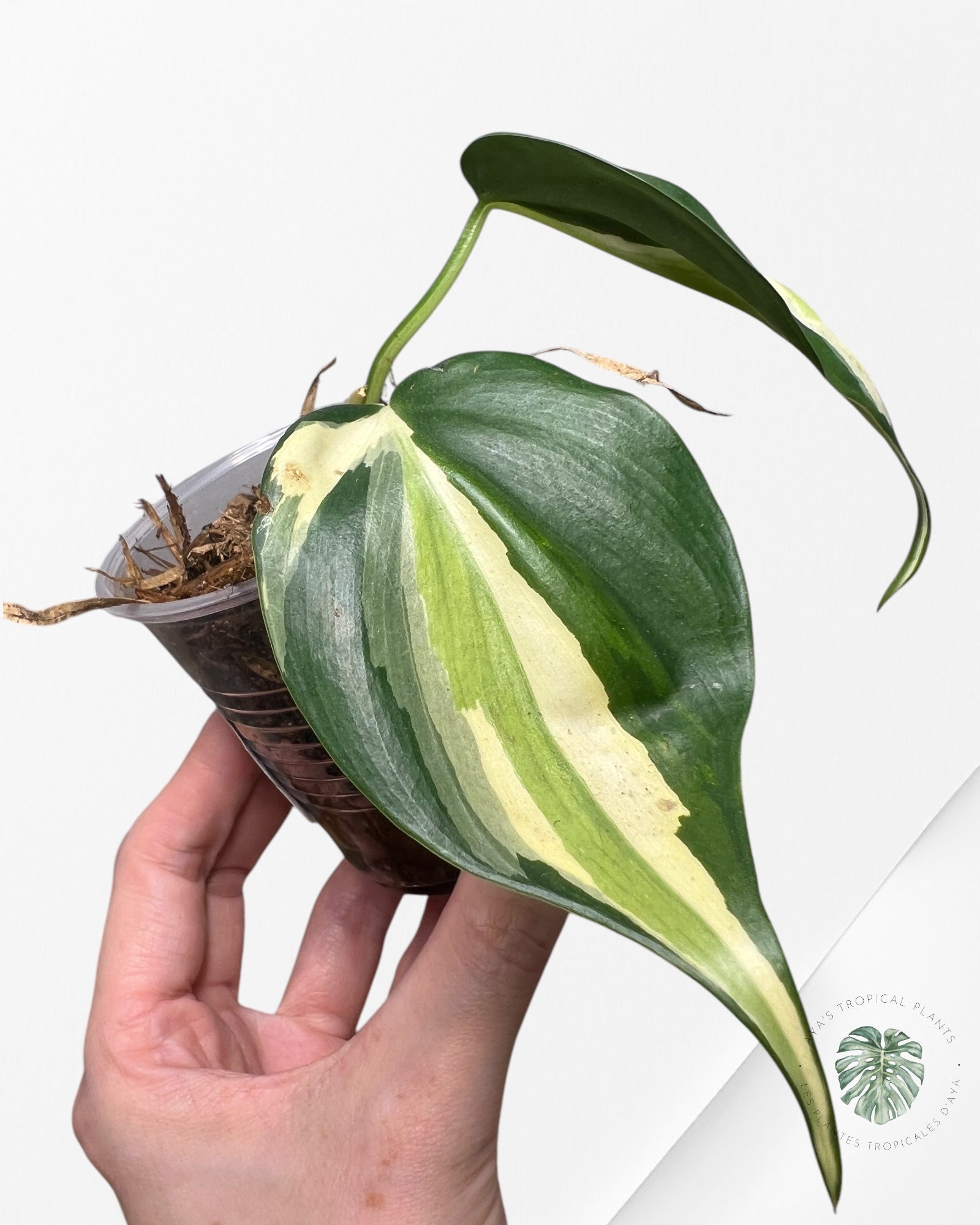 Crème éclaboussée au philodendron -PCS2