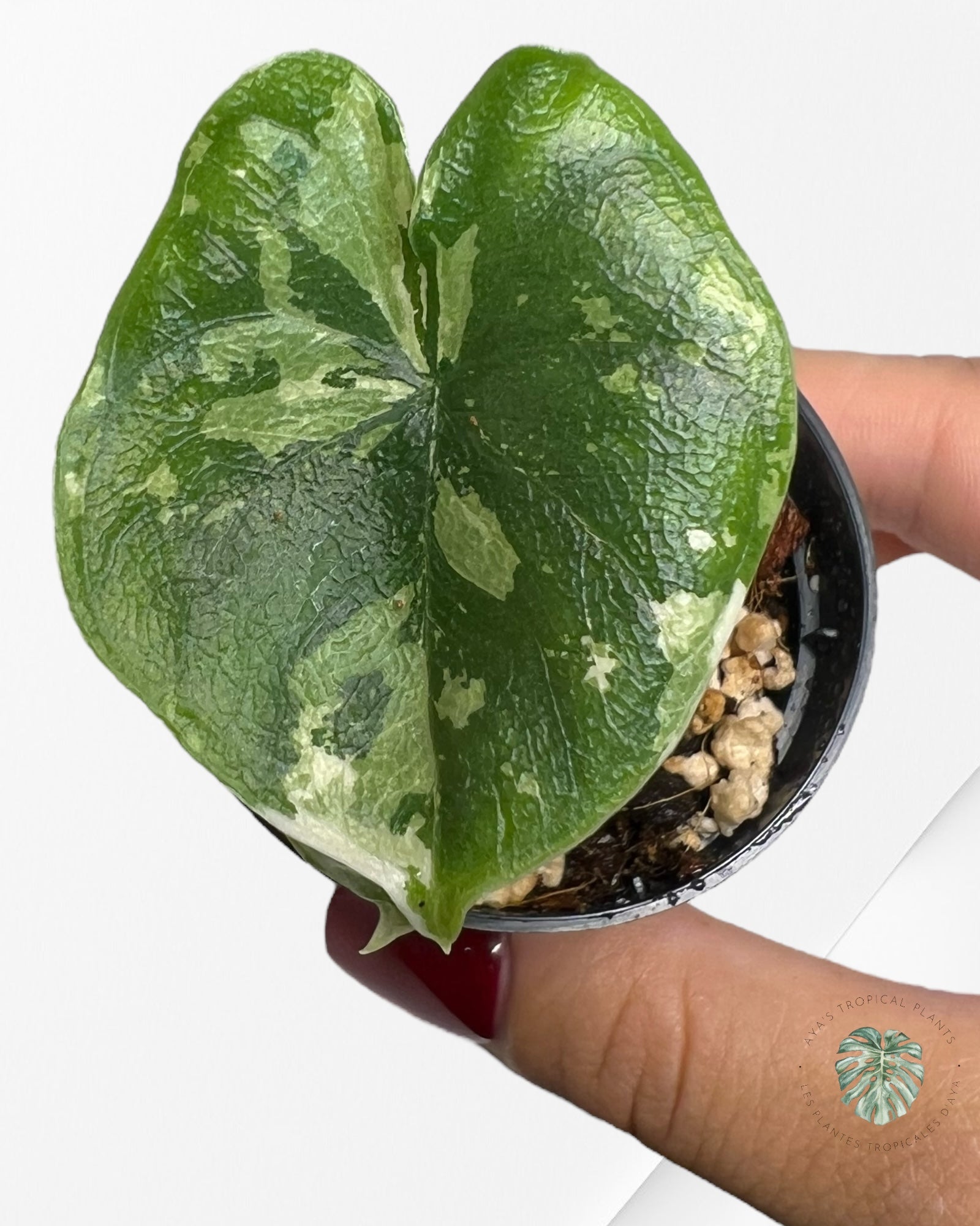 Alocasia Melo Variegated (Albo) - P60