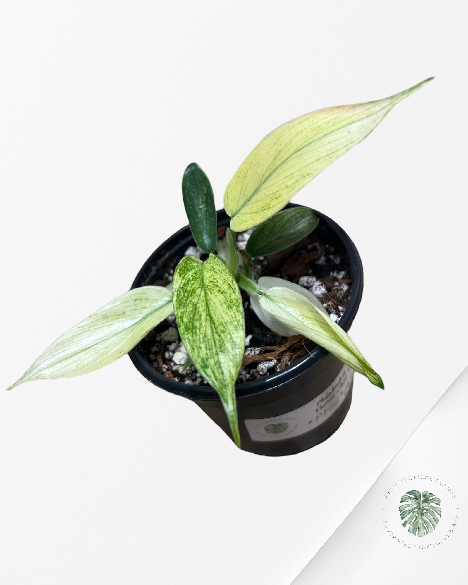 Philodendron Florida Ghost Mint -PFG11