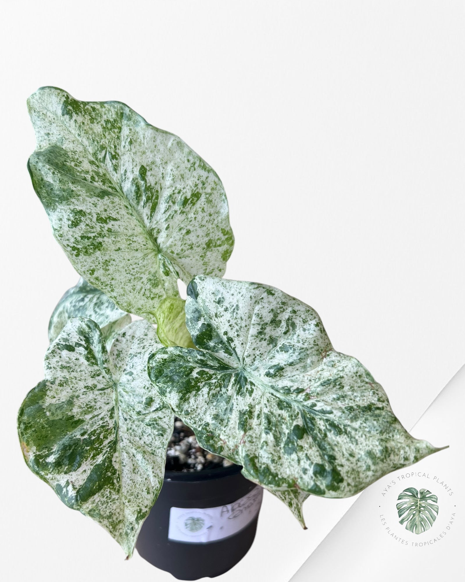 Alocasia macrorrhiza 'Camouflage'-G