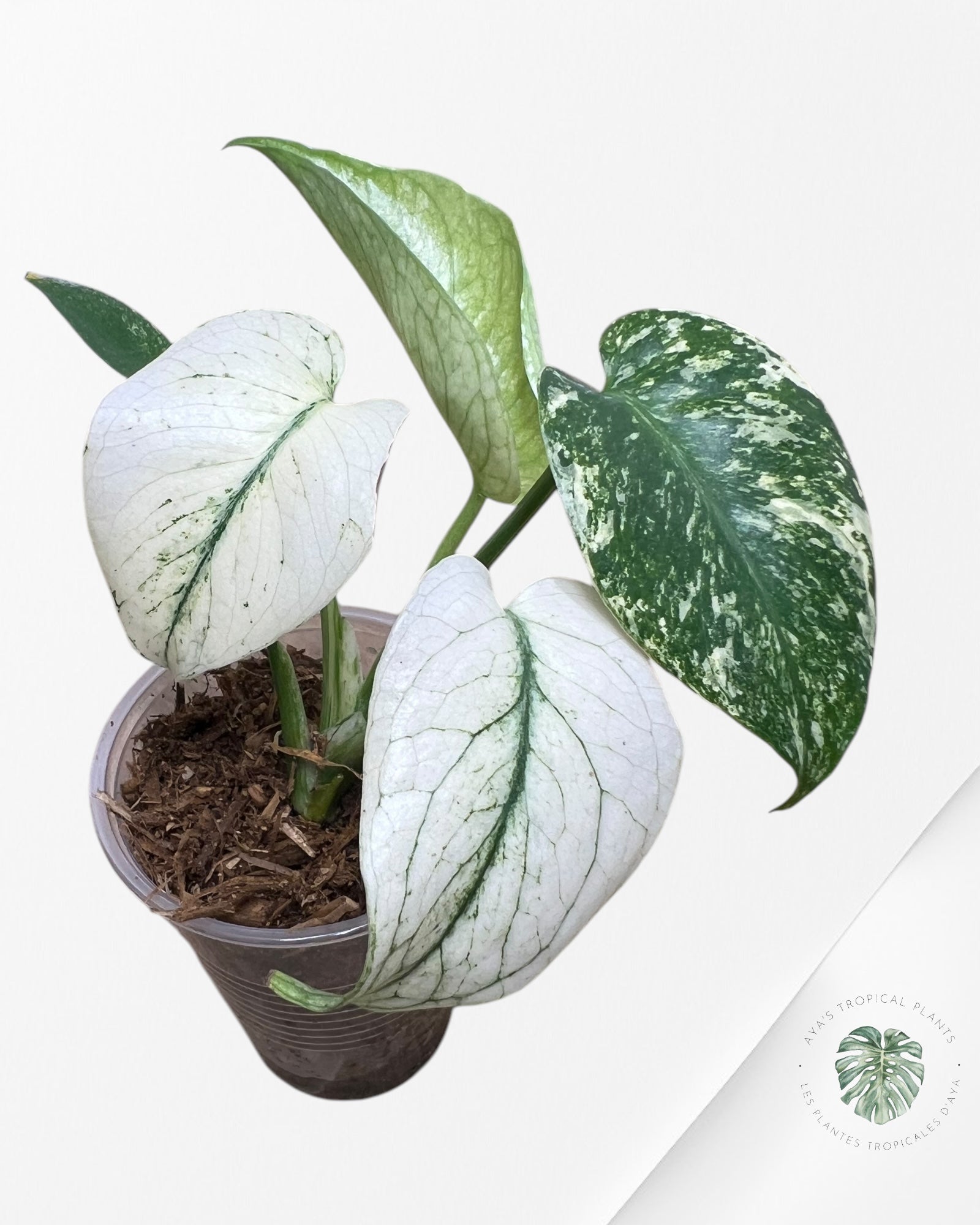 Monstera Menthe -02