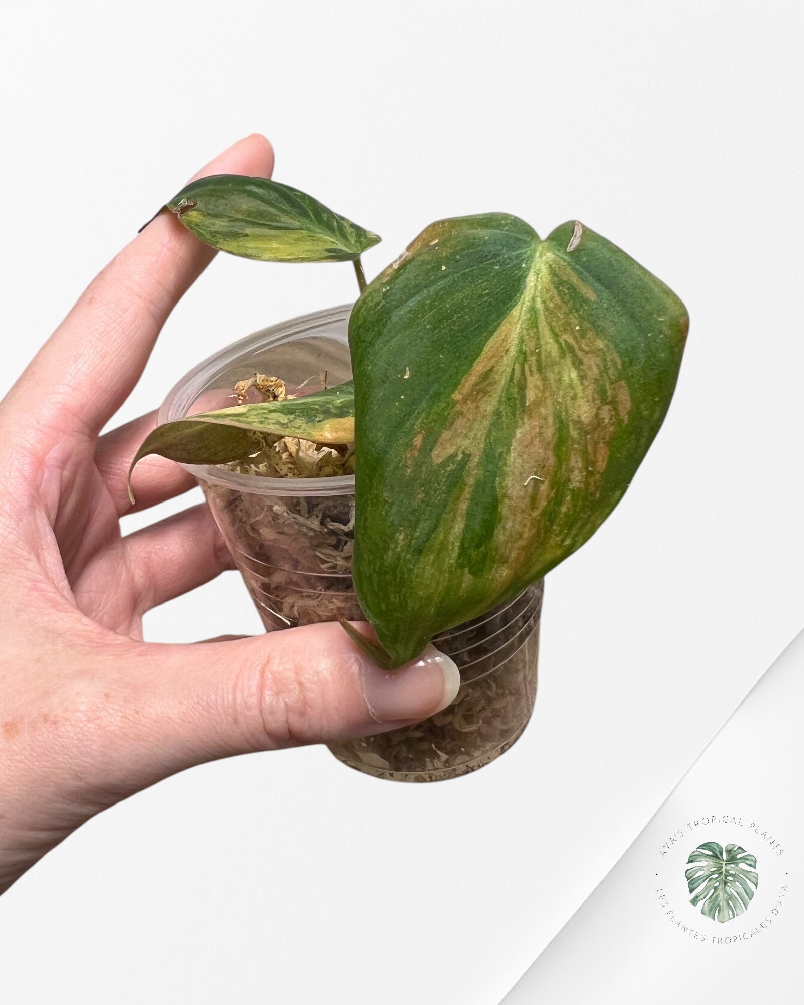 Philodendron Micans Variegated-PH6