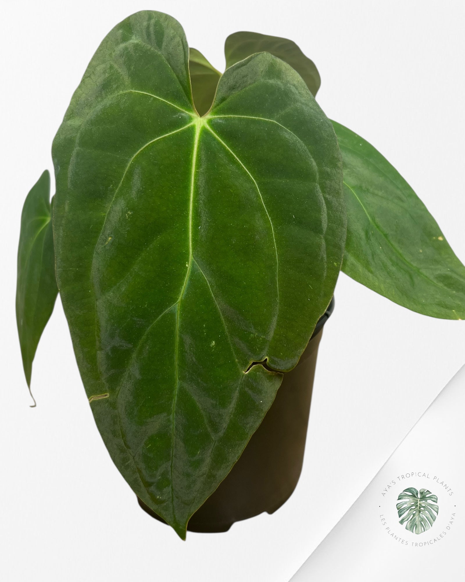 Anthurium 'Ace of Spades' x papillilaminum Fort Sherman'  - AF3