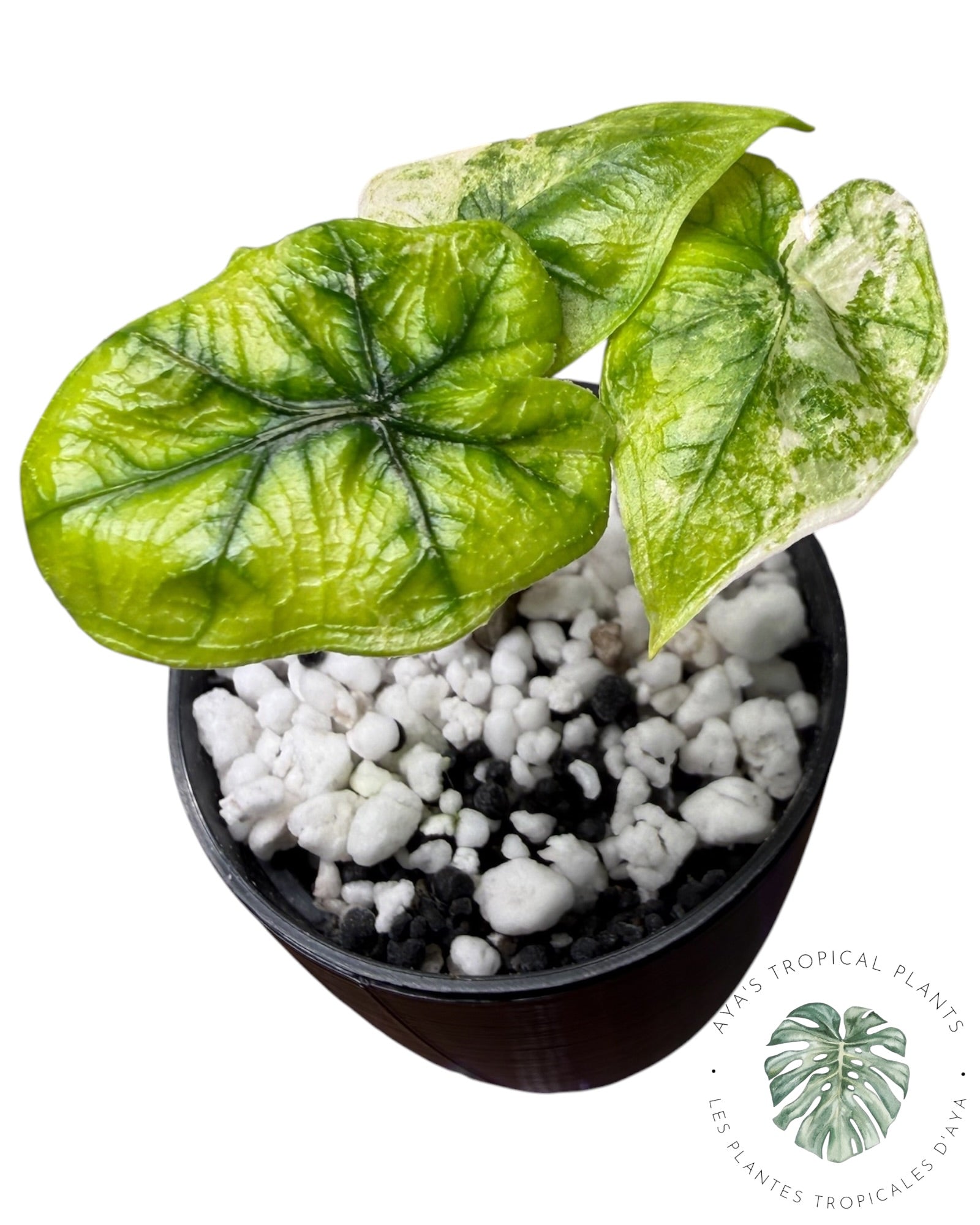 Alocasia Jacklyn panaché (Grade A)