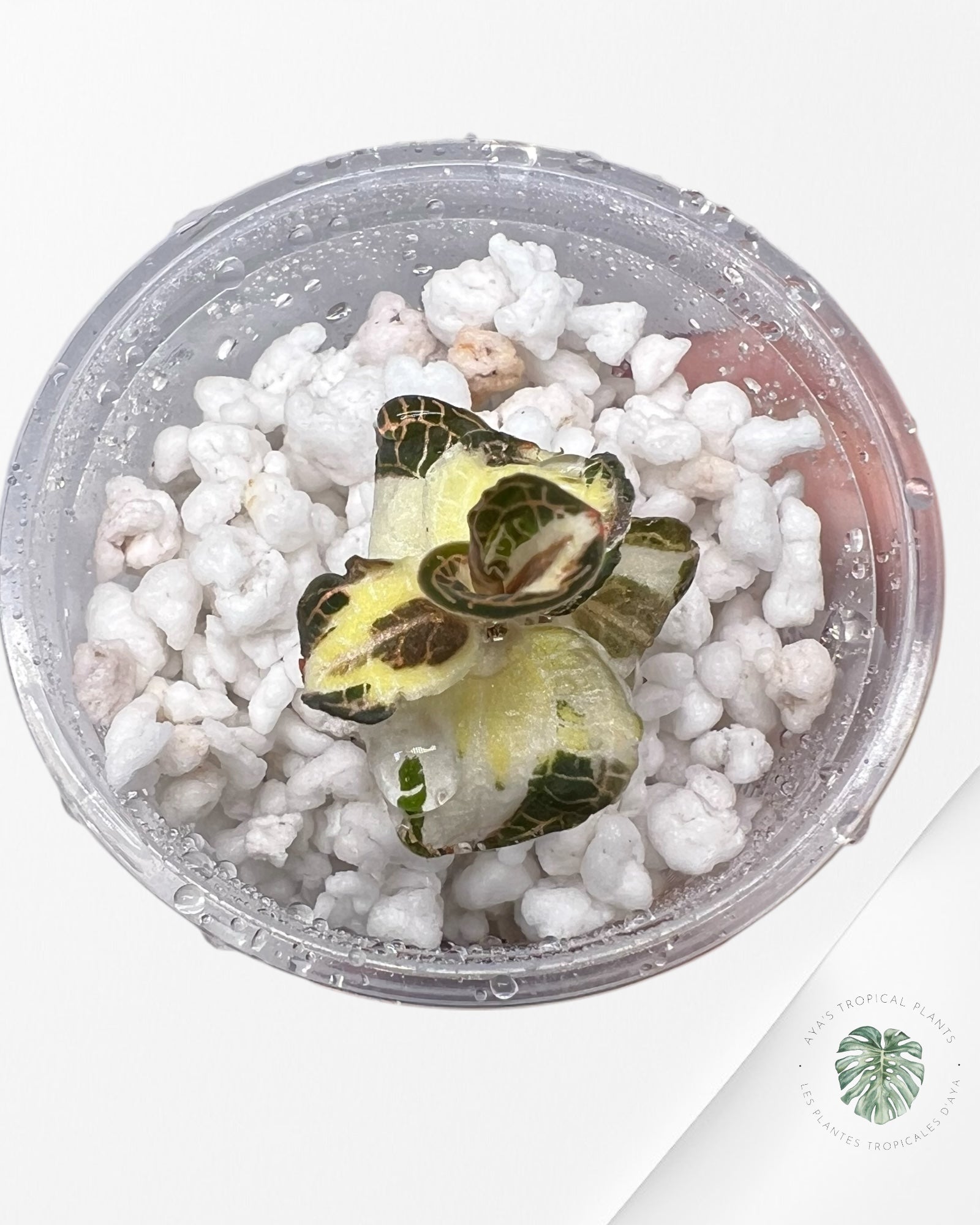 Anoectochilus Roxburghii Variegated - 20