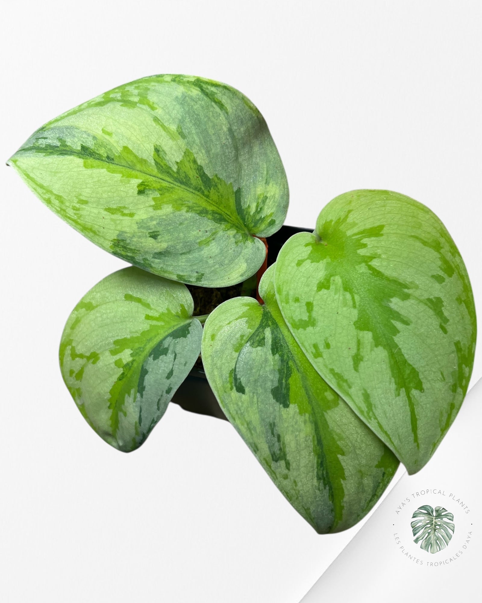 Scindapsus Yupa-EXP23