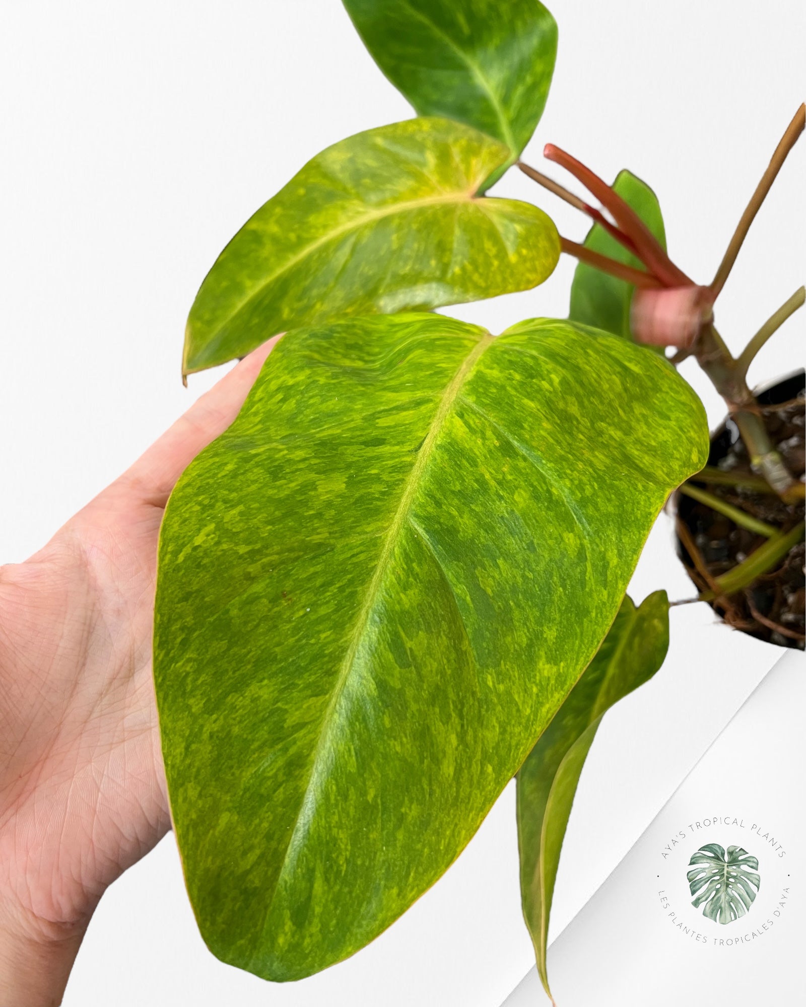 Philodendron Painted Lady-XL PPL7