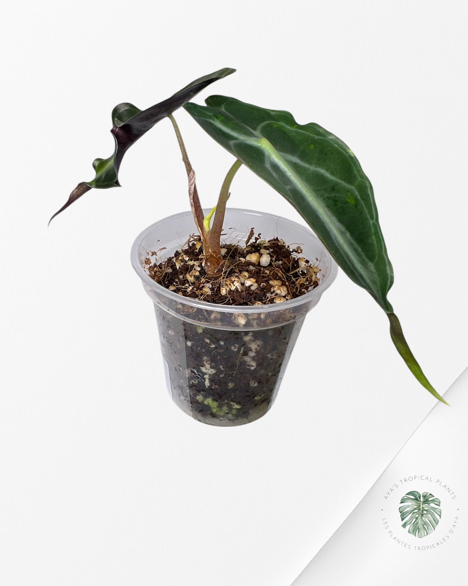 Venin d'Alocasia-44