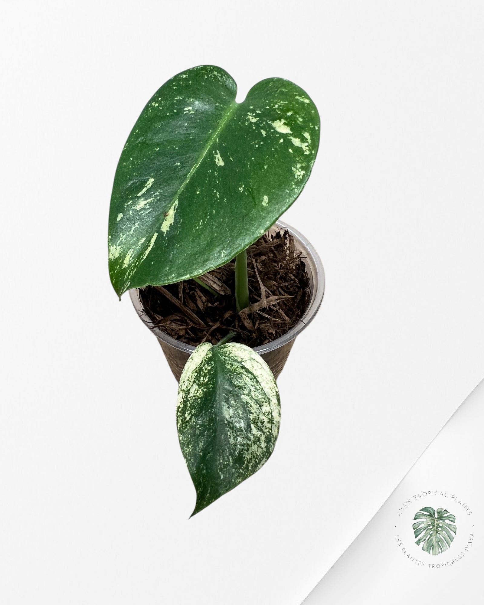 Monstera Mint -04