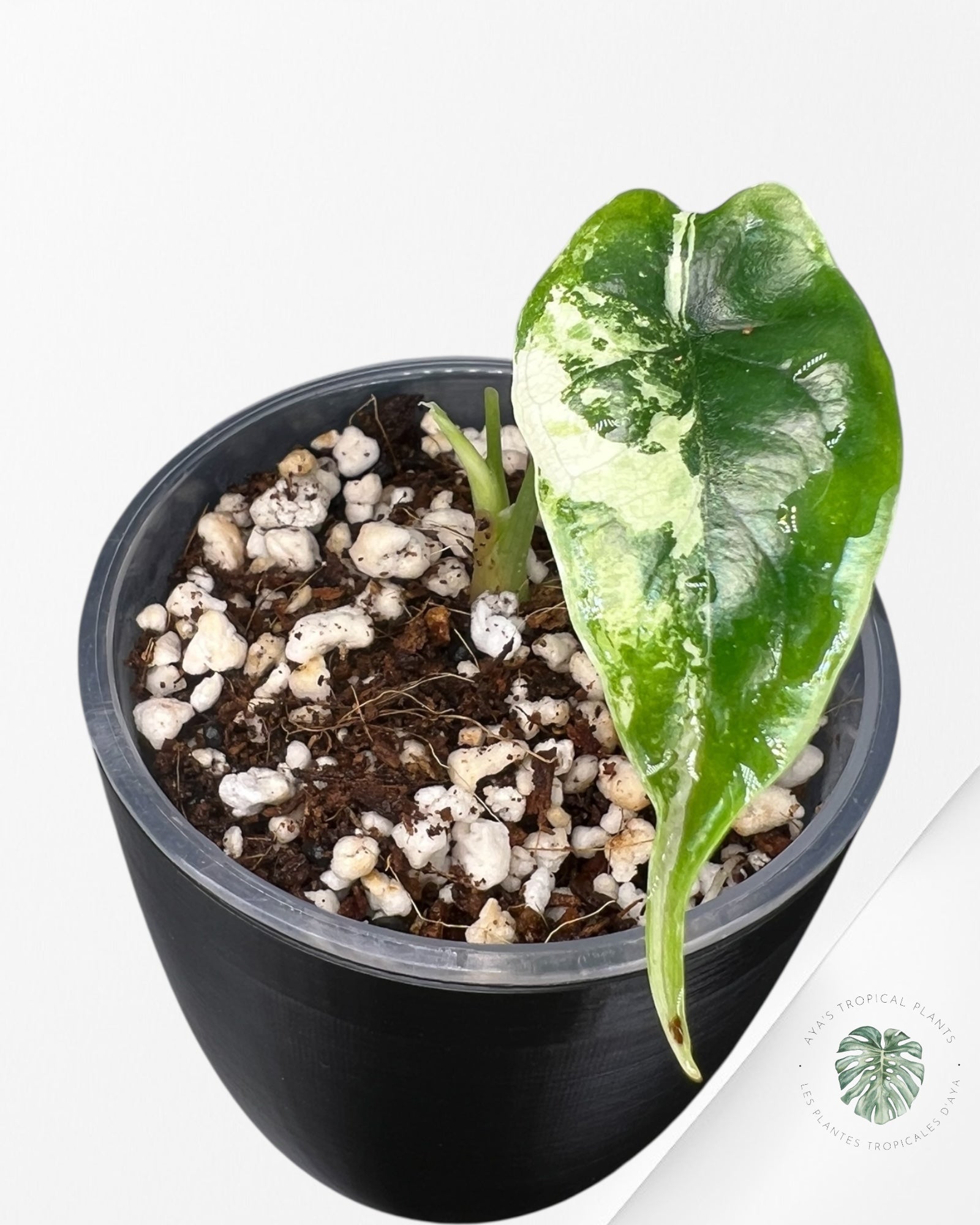 Alocasia Dragon Scale Albo Variegated (A Grade)