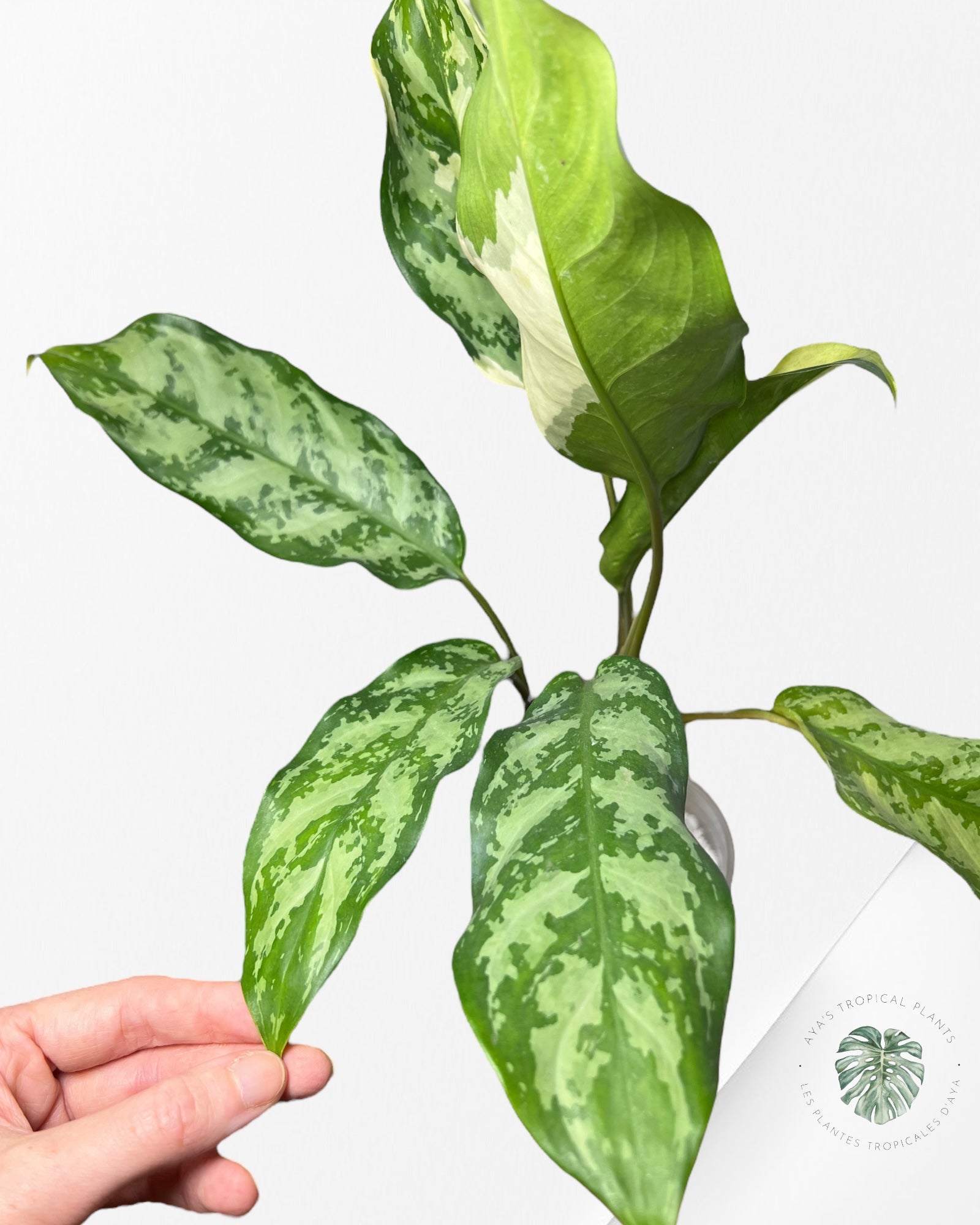 Aglaonema Manila Pride - AMP400