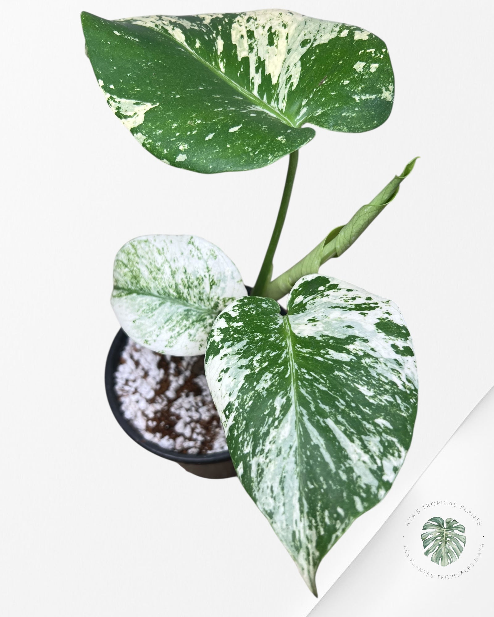 Monstera Mint - 87