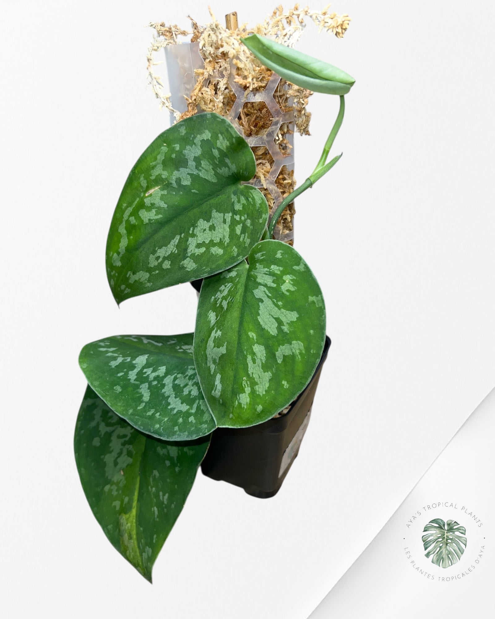 Scindapsus Kusuma-SK02