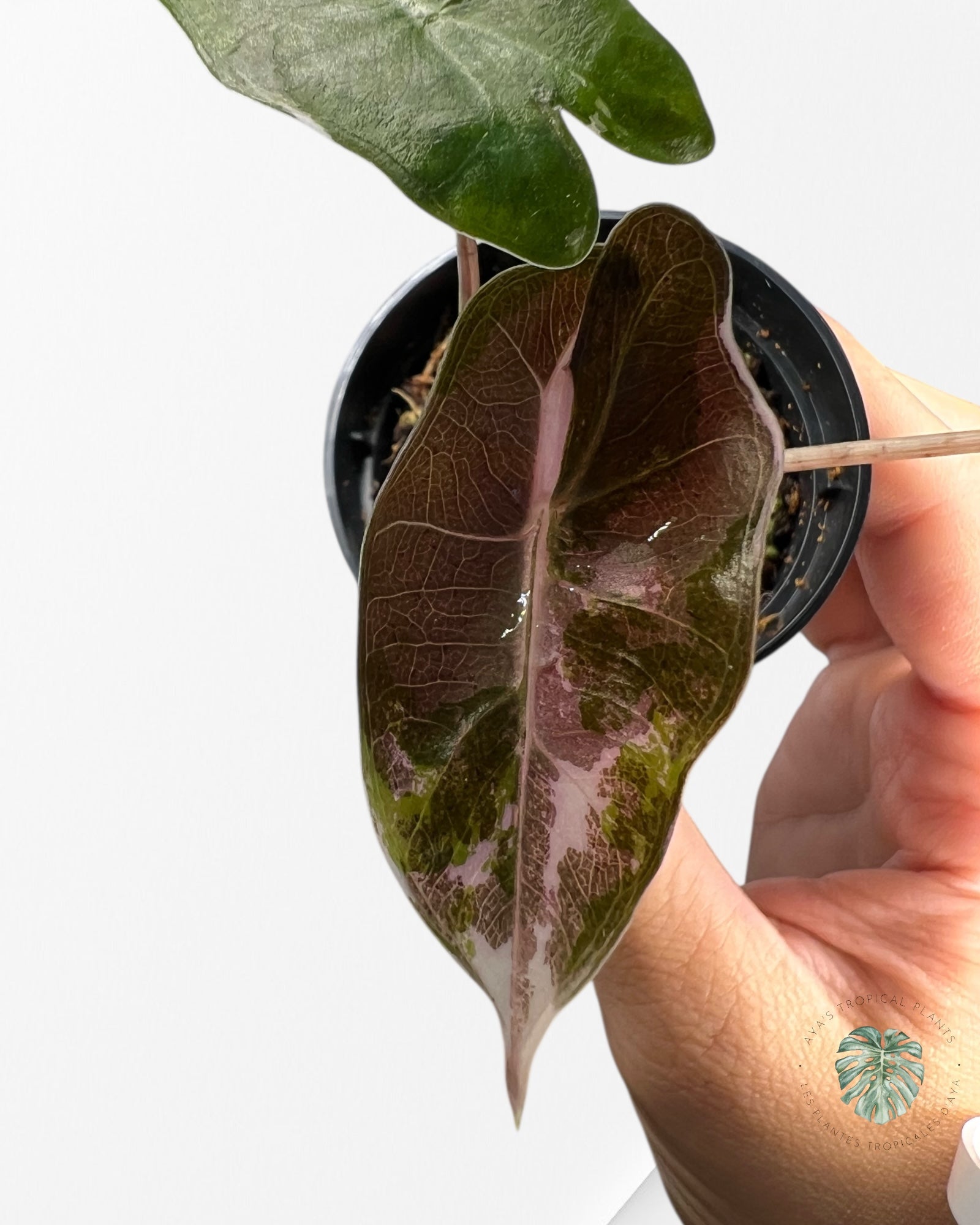 Alocasia Pseudo Sanderiana Albo/Pink - Q