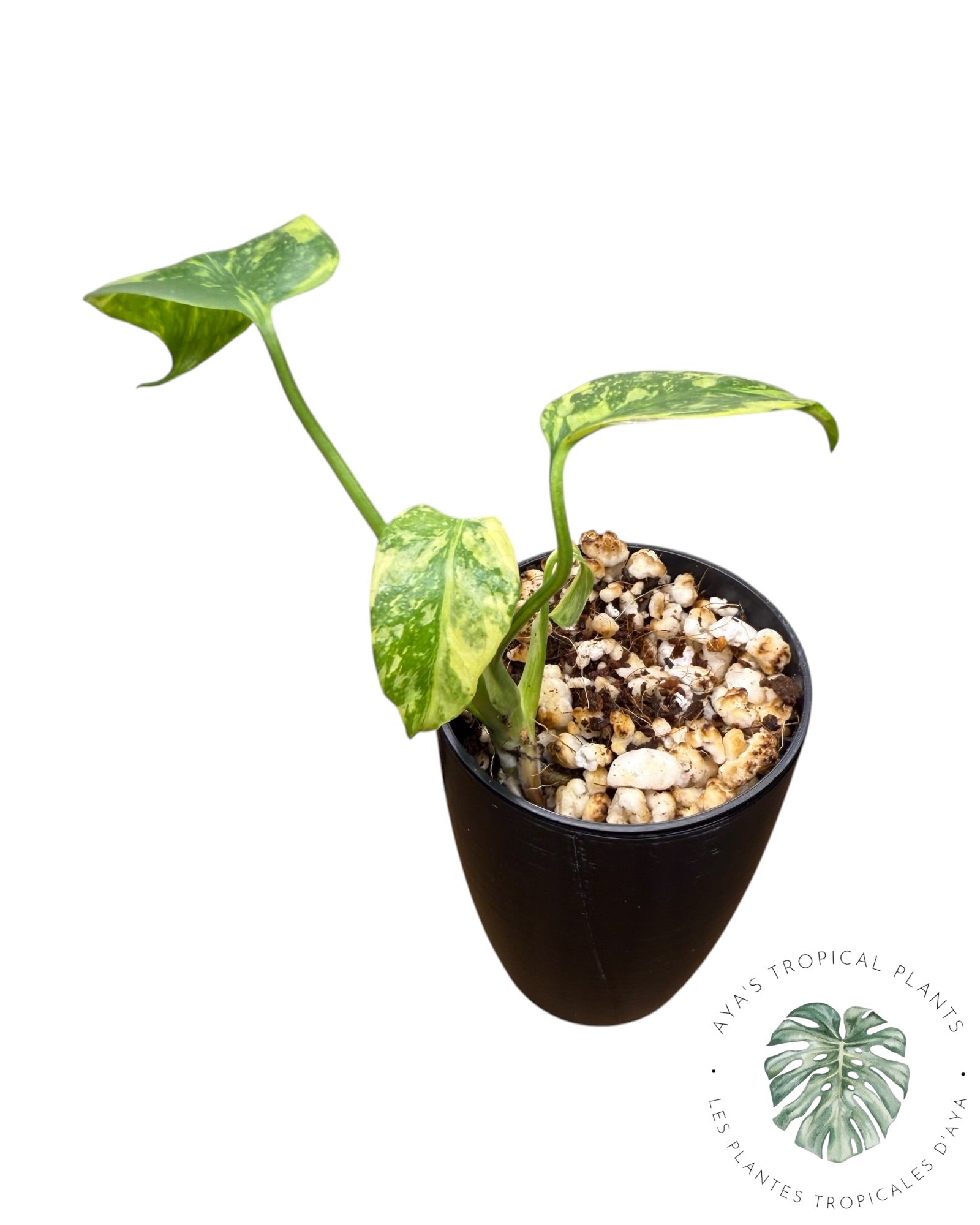Monstera Deliciosa Electrolyte