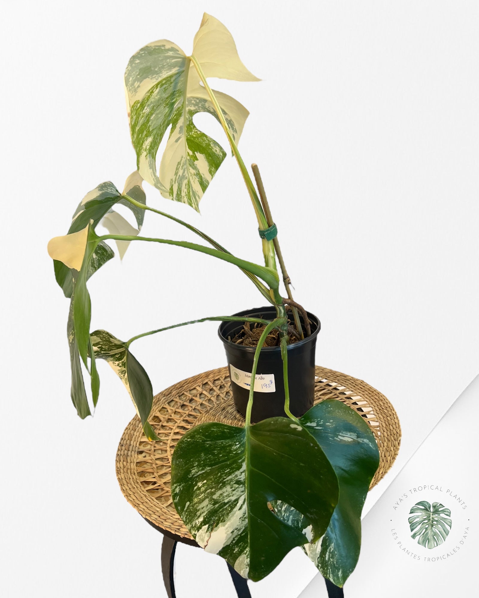 Monstera Albo - A2