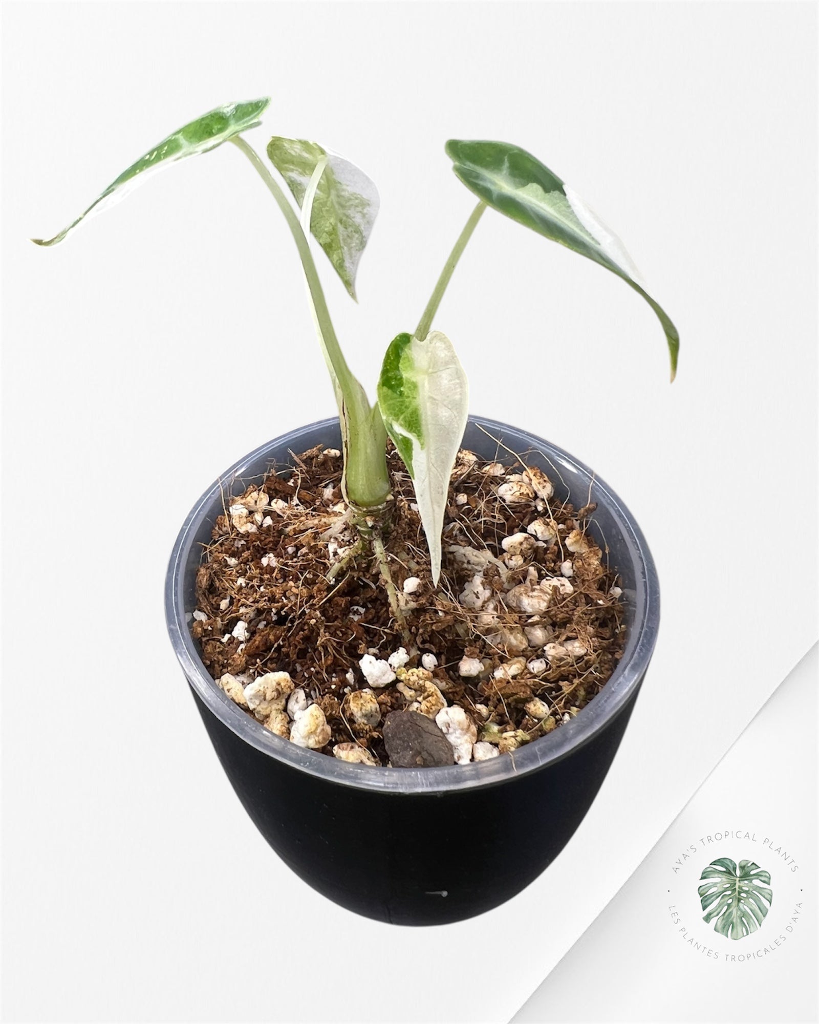 Alocasia Bambino  Albo & Aurea Variegated