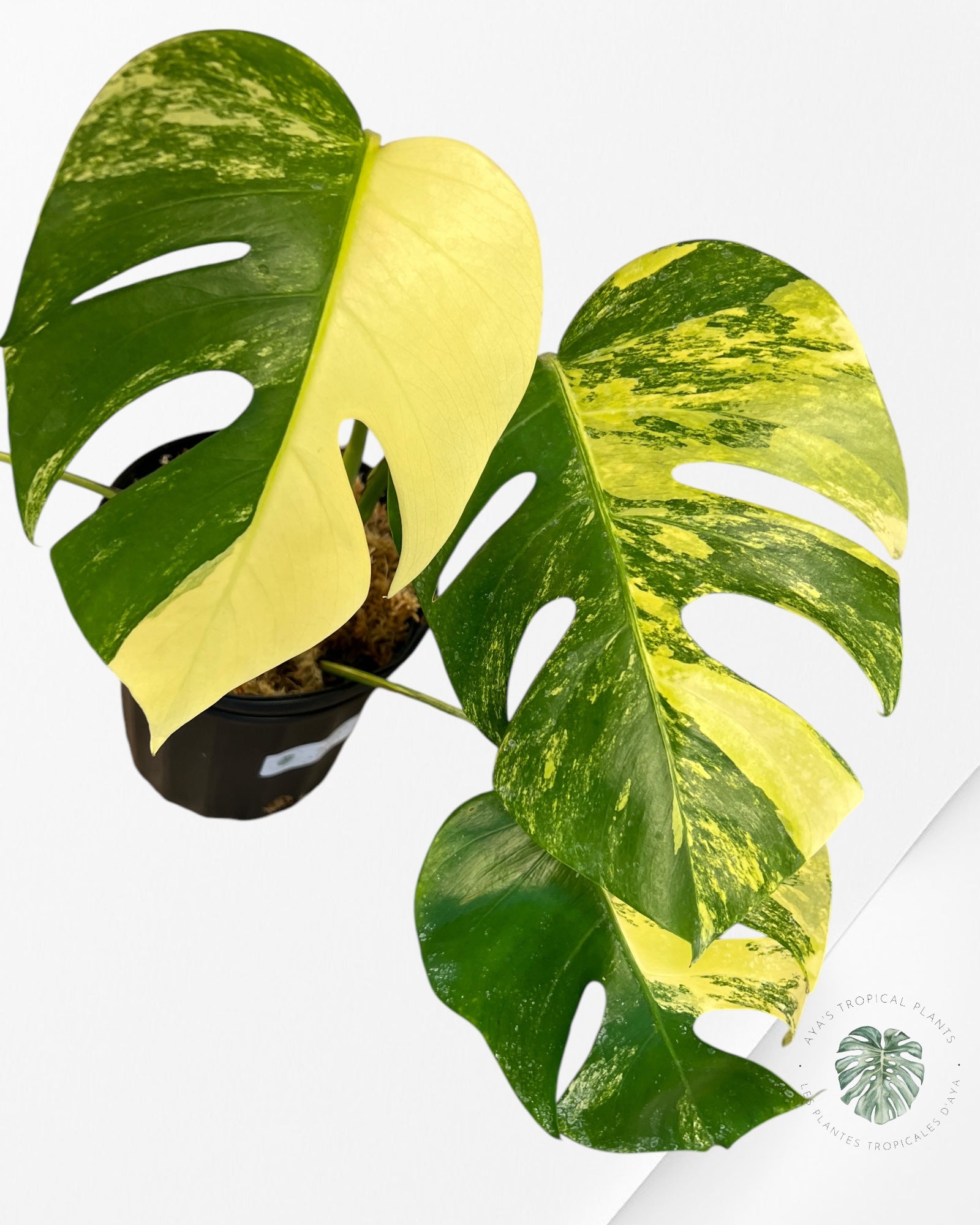 Monstera Aurea -JA2