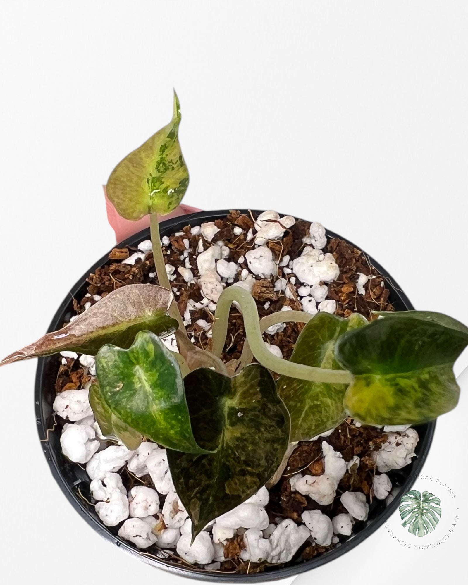 Alocasia Bambino Variegated (Aurea) - BV3