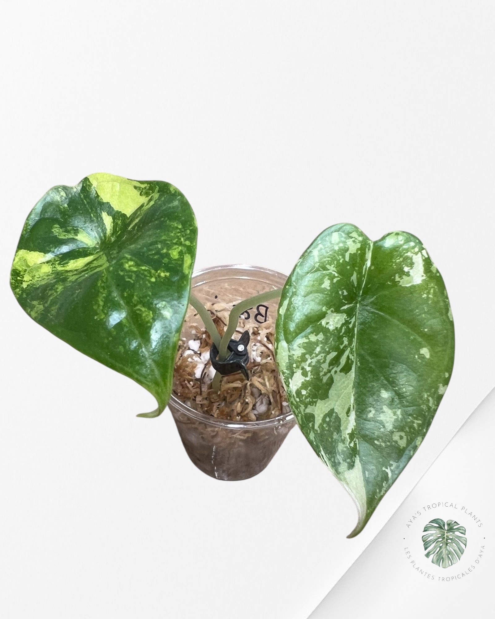 Alocasia Silver Dragon Variegated (Aurea) - TC17