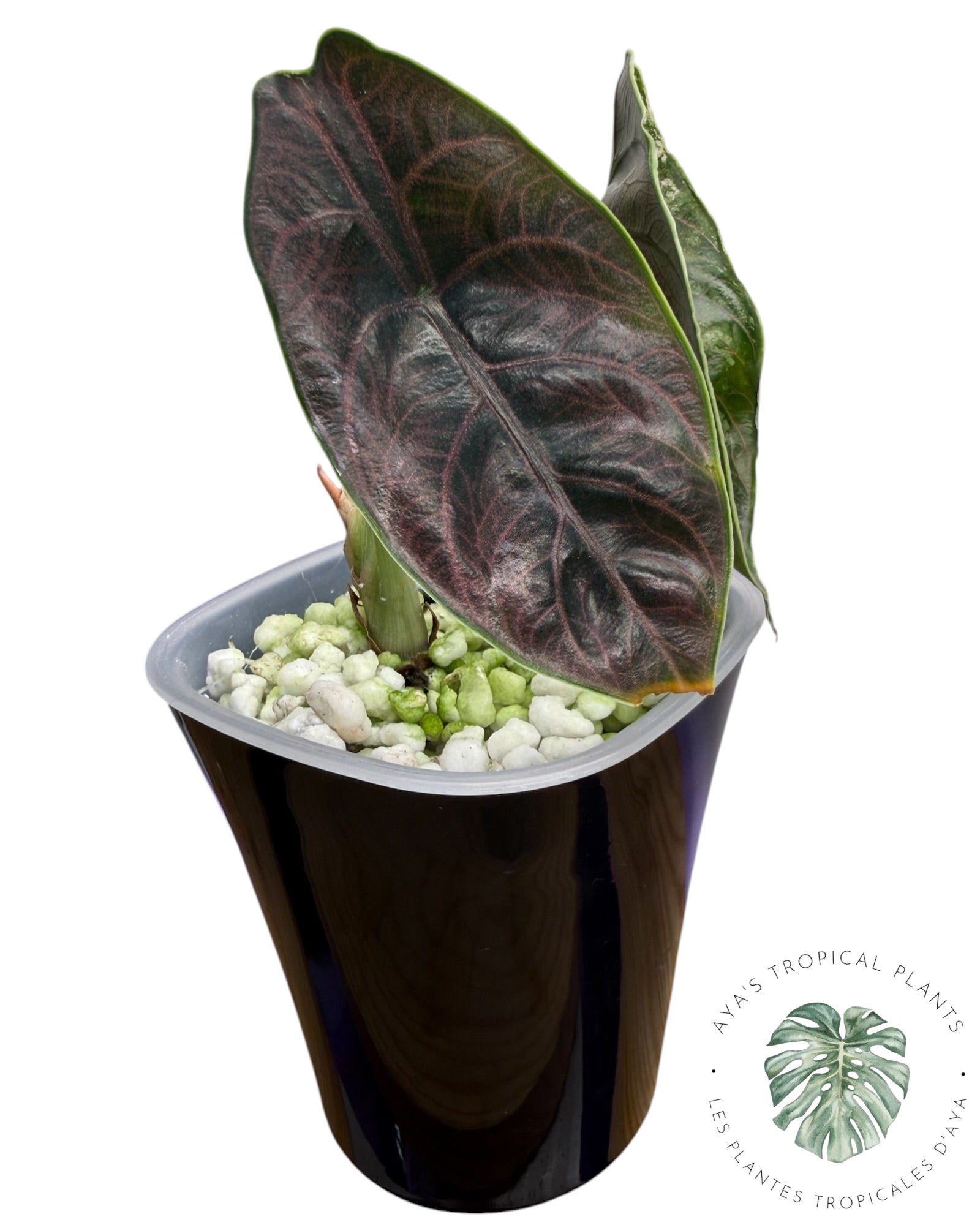 Alocasia Azlanii Pink Variegated