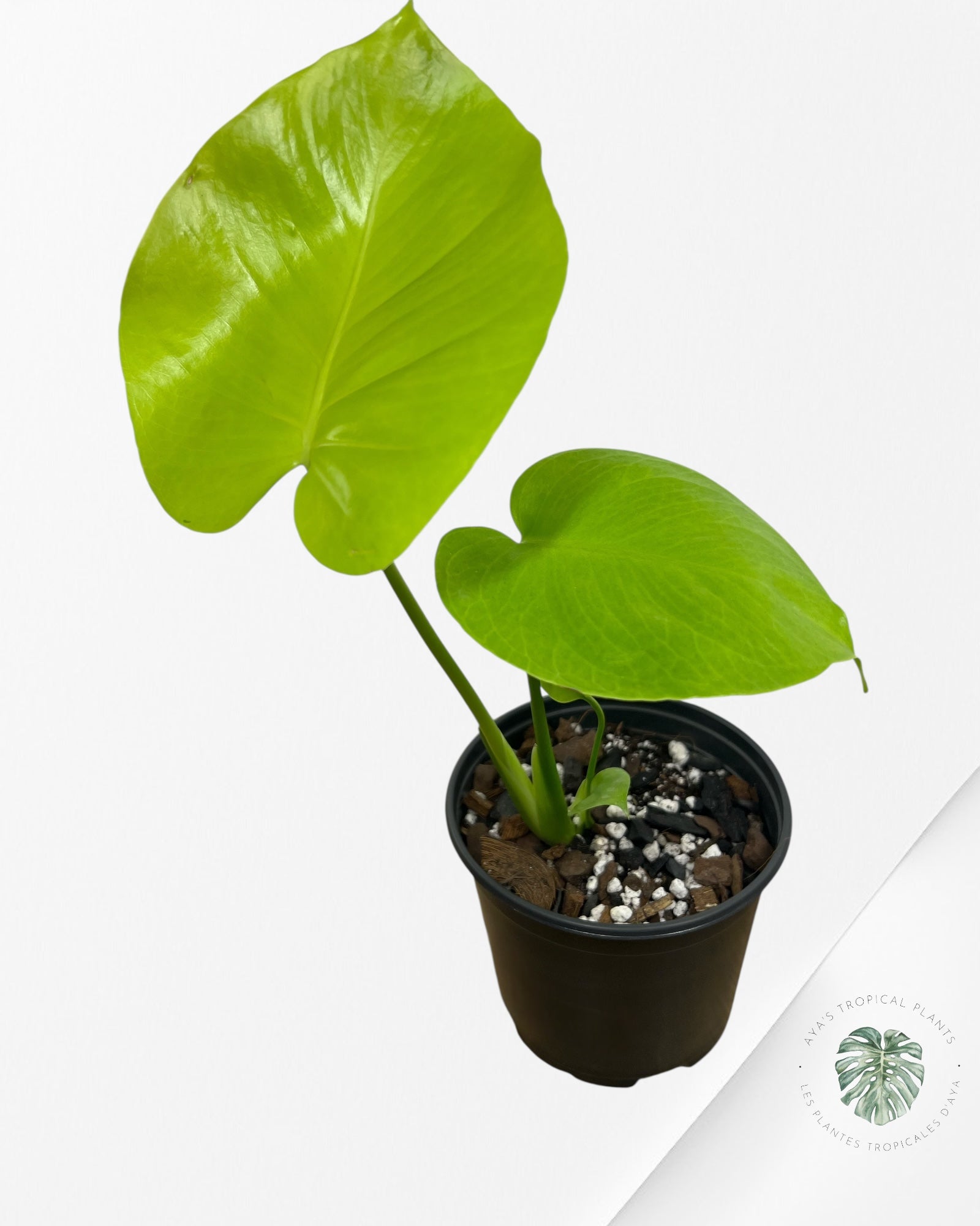 Monstera deliciosa 'Lemon Lime' - F7