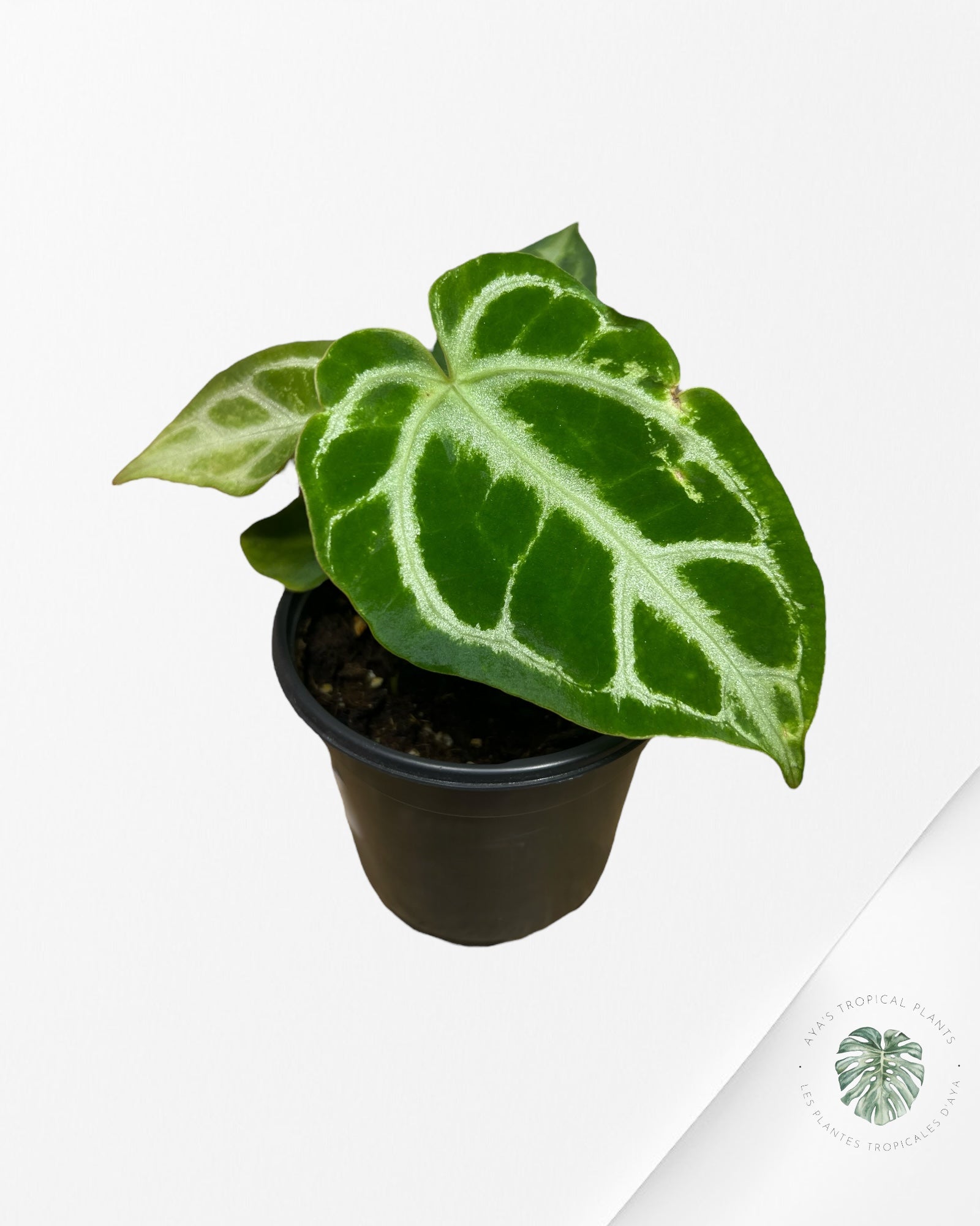 Anthurium Crystallinum Hope X Magnificum - A5
