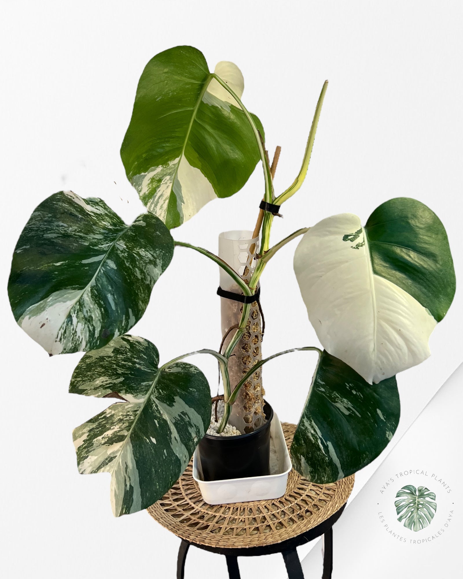 Monstera Borsigiana Albo-JAM6