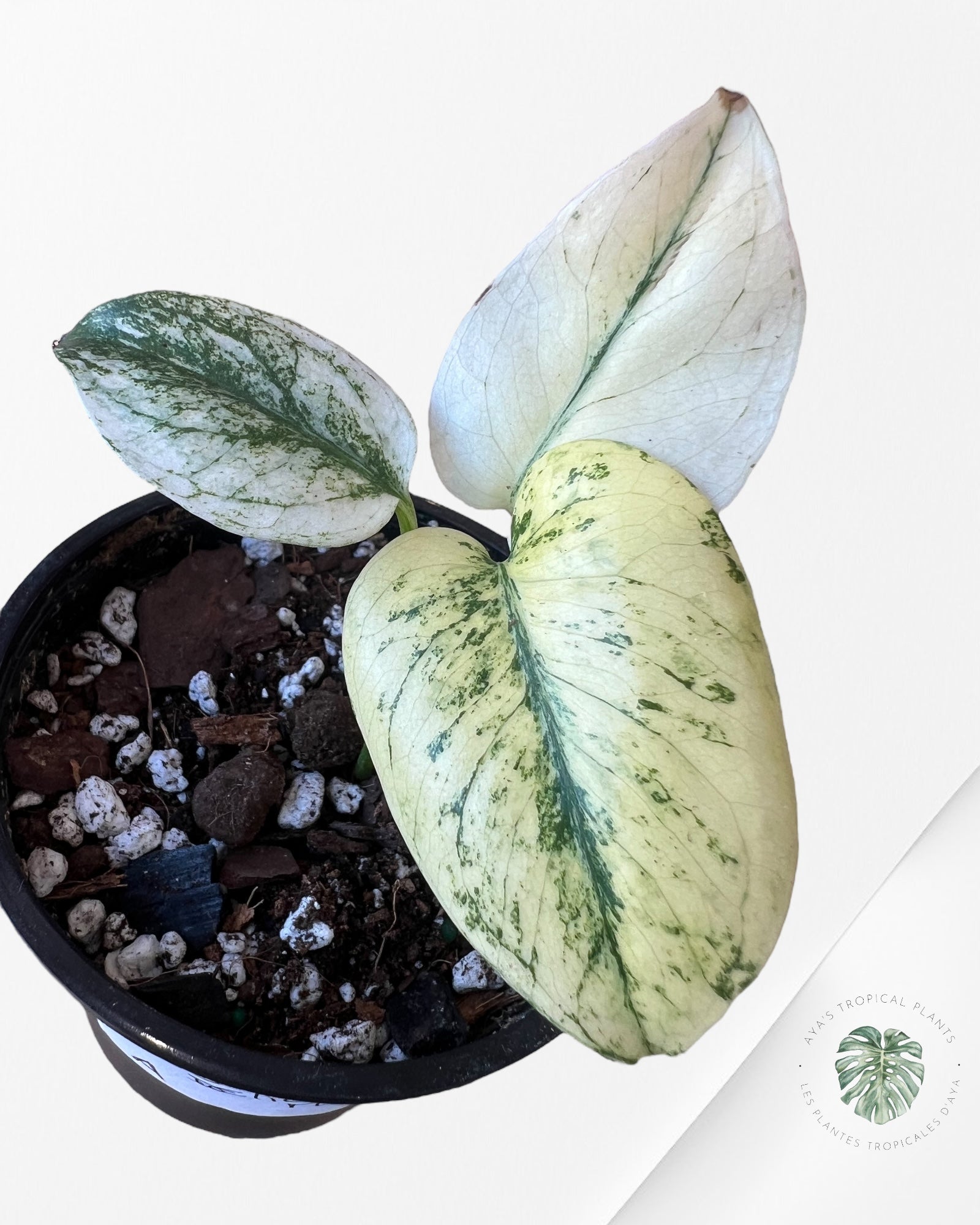 Monstera Deliciosa Menthe - A