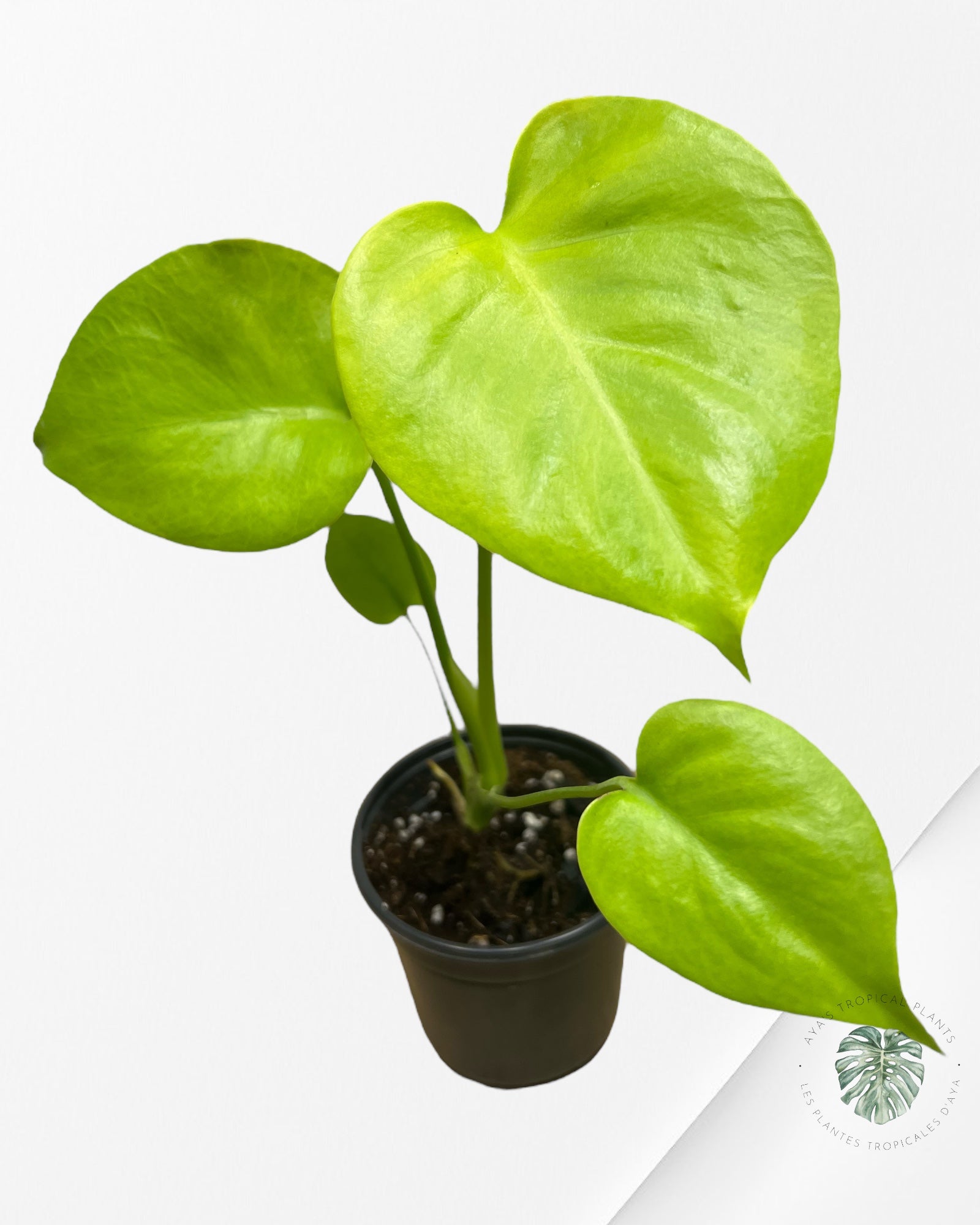 Monstera Deliciosa 'Lemon Lime' - BB