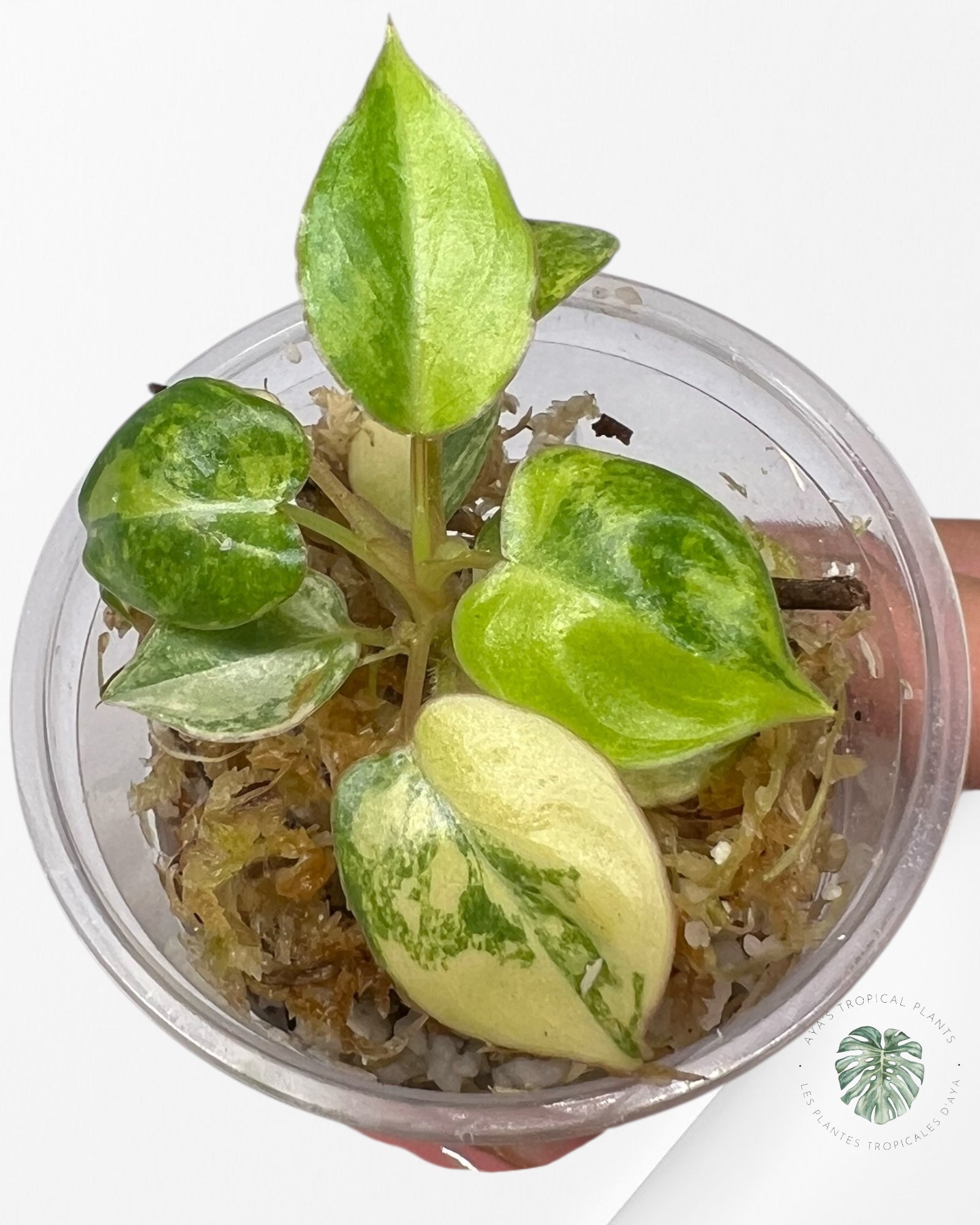 Philodendron Billietiae Variegated - TC4