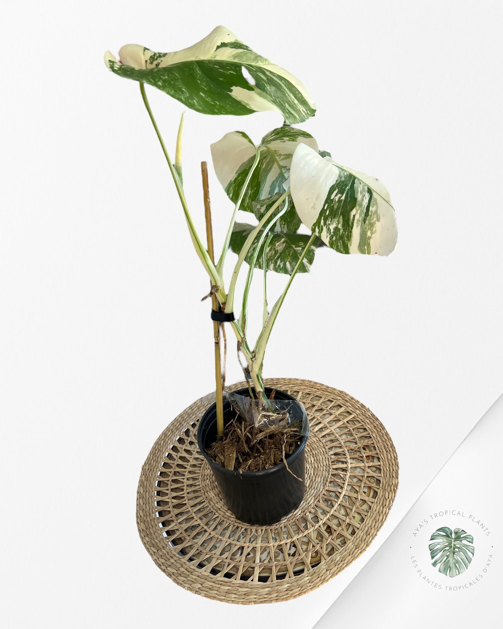 Monstera Borsigiana Albo-JA8