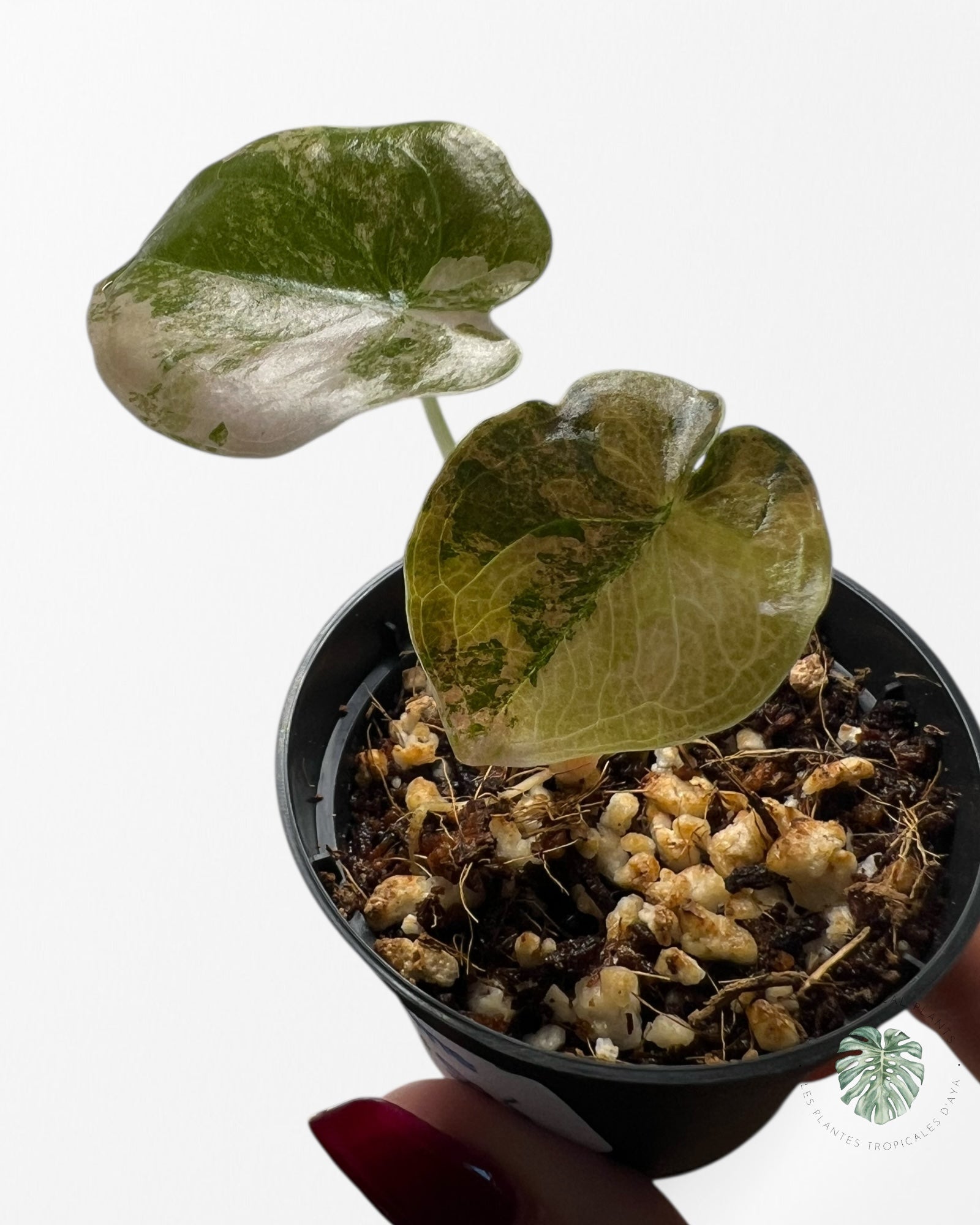 Alocasia Cuprea Golden Latté - 100